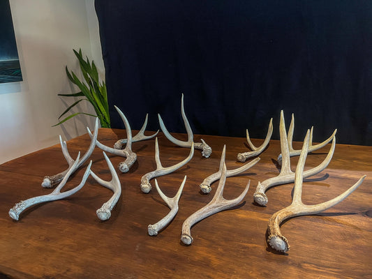 Small White-tail and Mule Deer Antlers. ANY SIZE. Crafting, Decorations and So Much More. Highest Quality, Naturally Shed