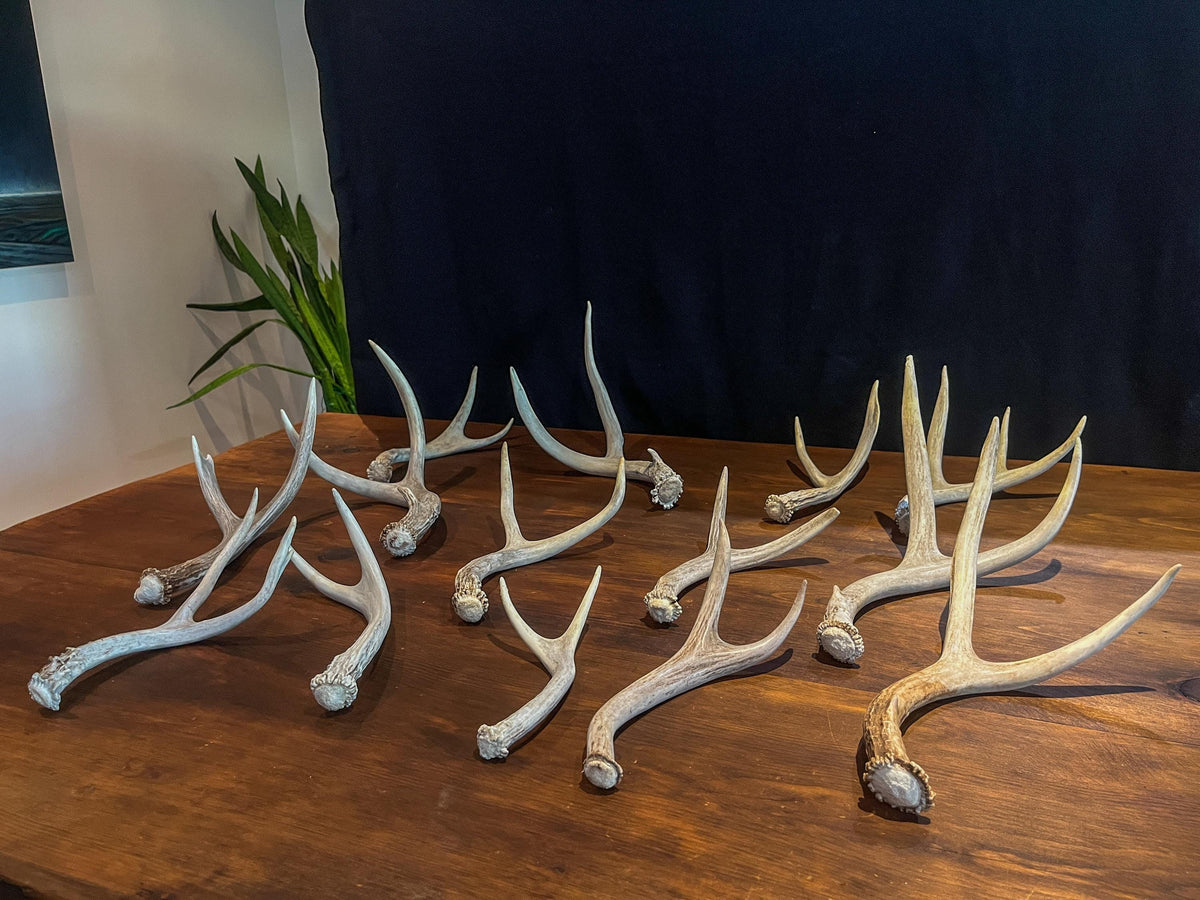 Fresh, Small White-tail and Mule Deer Antlers. Crafting, Decorations and So Much More. Highest Quality, Naturally Shed