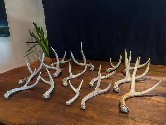 Fresh, Small White-tail and Mule Deer Antlers. Crafting, Decorations and So Much More. Highest Quality, Naturally Shed