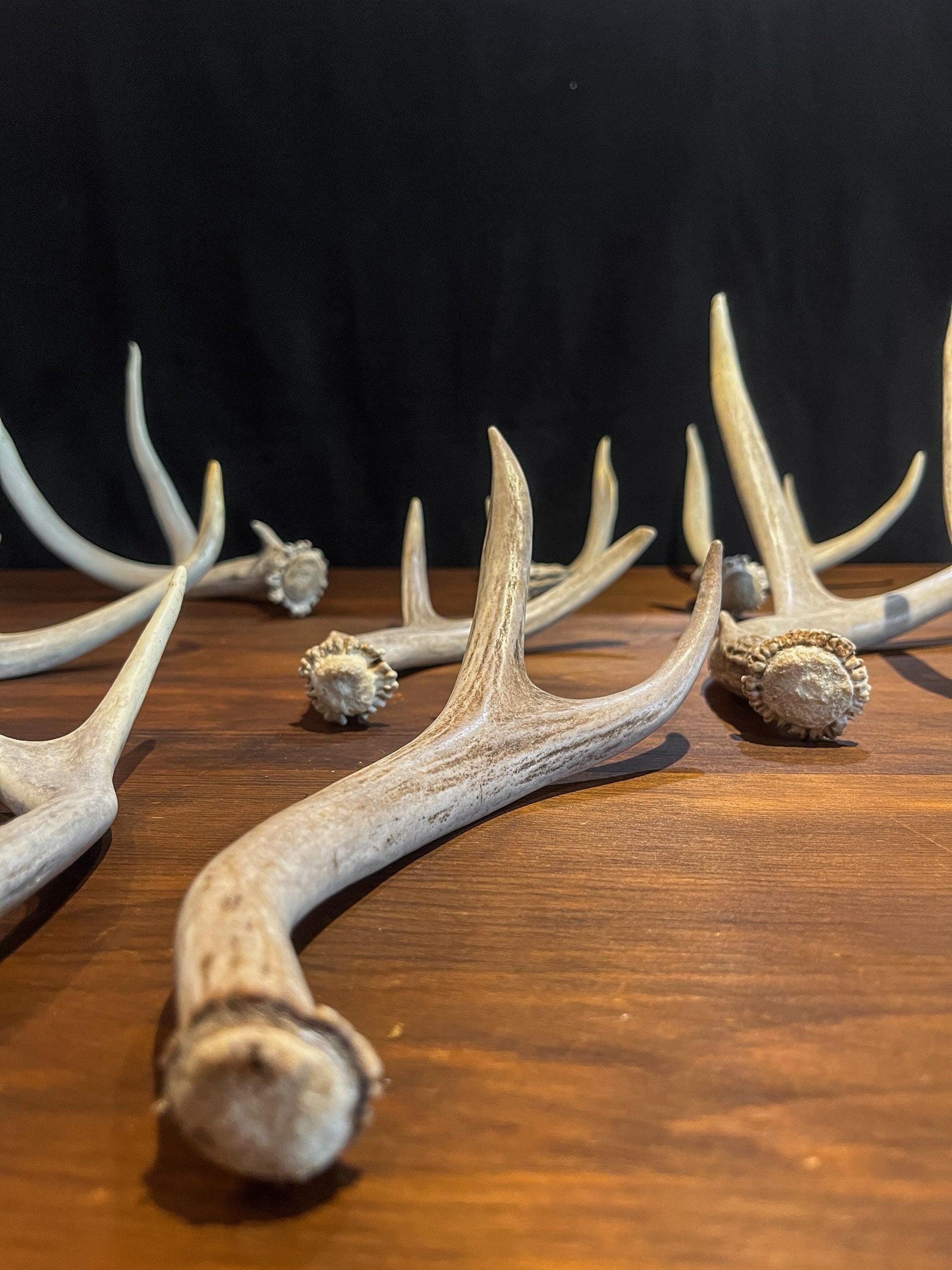 Small White-tail and Mule Deer Antlers. ANY SIZE. Crafting, Decorations and So Much More. Highest Quality, Naturally Shed