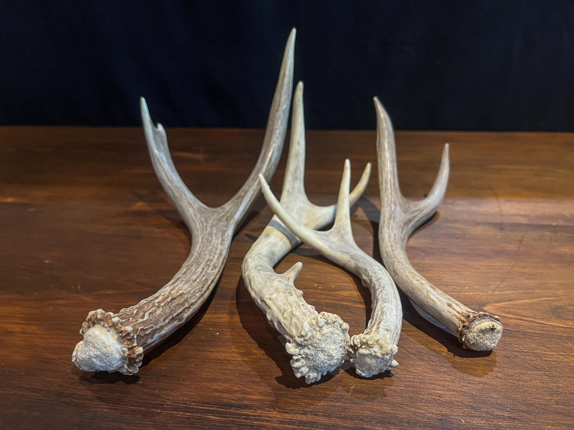 Small White-tail and Mule Deer Antlers. ANY SIZE. Crafting, Decorations and So Much More. Highest Quality, Naturally Shed