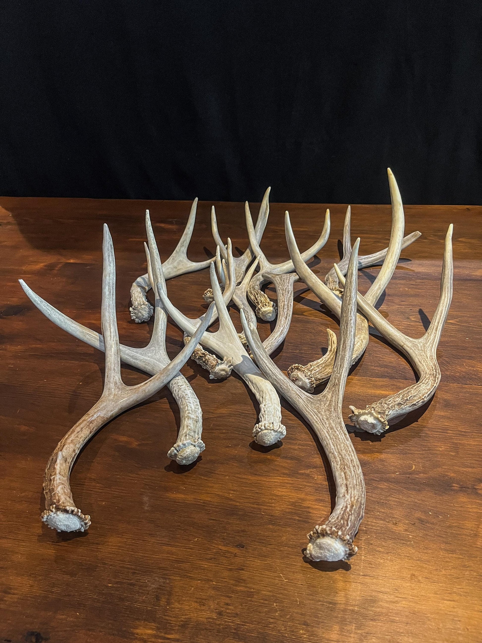 Small White-tail and Mule Deer Antlers. ANY SIZE. Crafting, Decorations and So Much More. Highest Quality, Naturally Shed