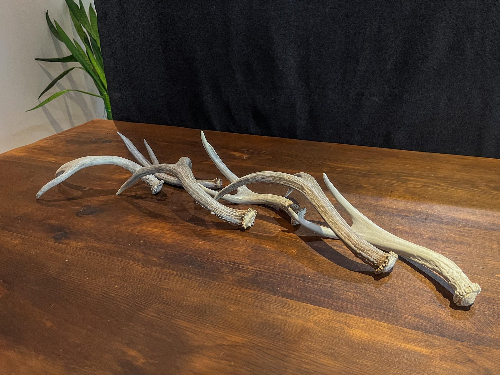 Small White-tail and Mule Deer Antlers. ANY SIZE. Crafting, Decorations and So Much More. Highest Quality, Naturally Shed