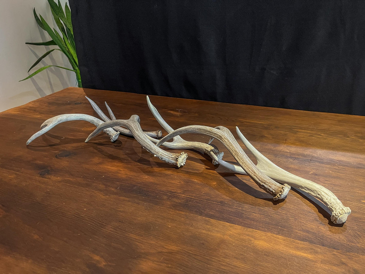 Fresh, Small White-tail and Mule Deer Antlers. Crafting, Decorations and So Much More. Highest Quality, Naturally Shed