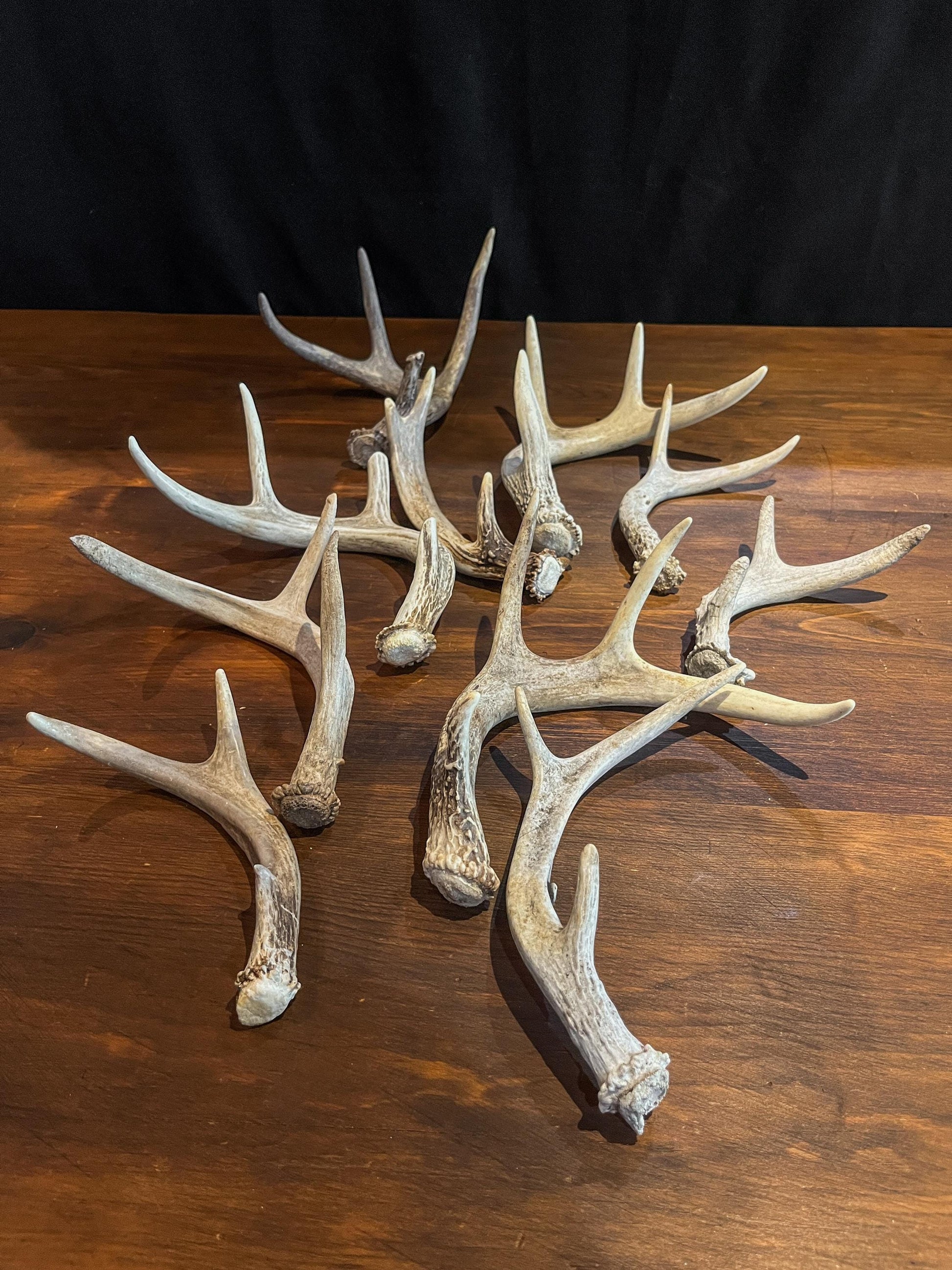 Small White-tail and Mule Deer Antlers. ANY SIZE. Crafting, Decorations and So Much More. Highest Quality, Naturally Shed