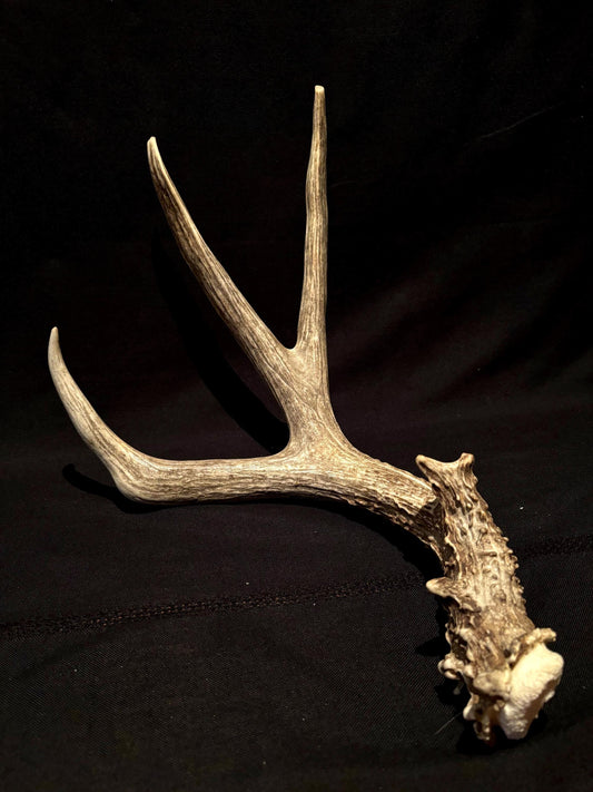 Classic Mule deer antler. Large, Rustic style decoration. Cabin and Farm decor centrepiece.