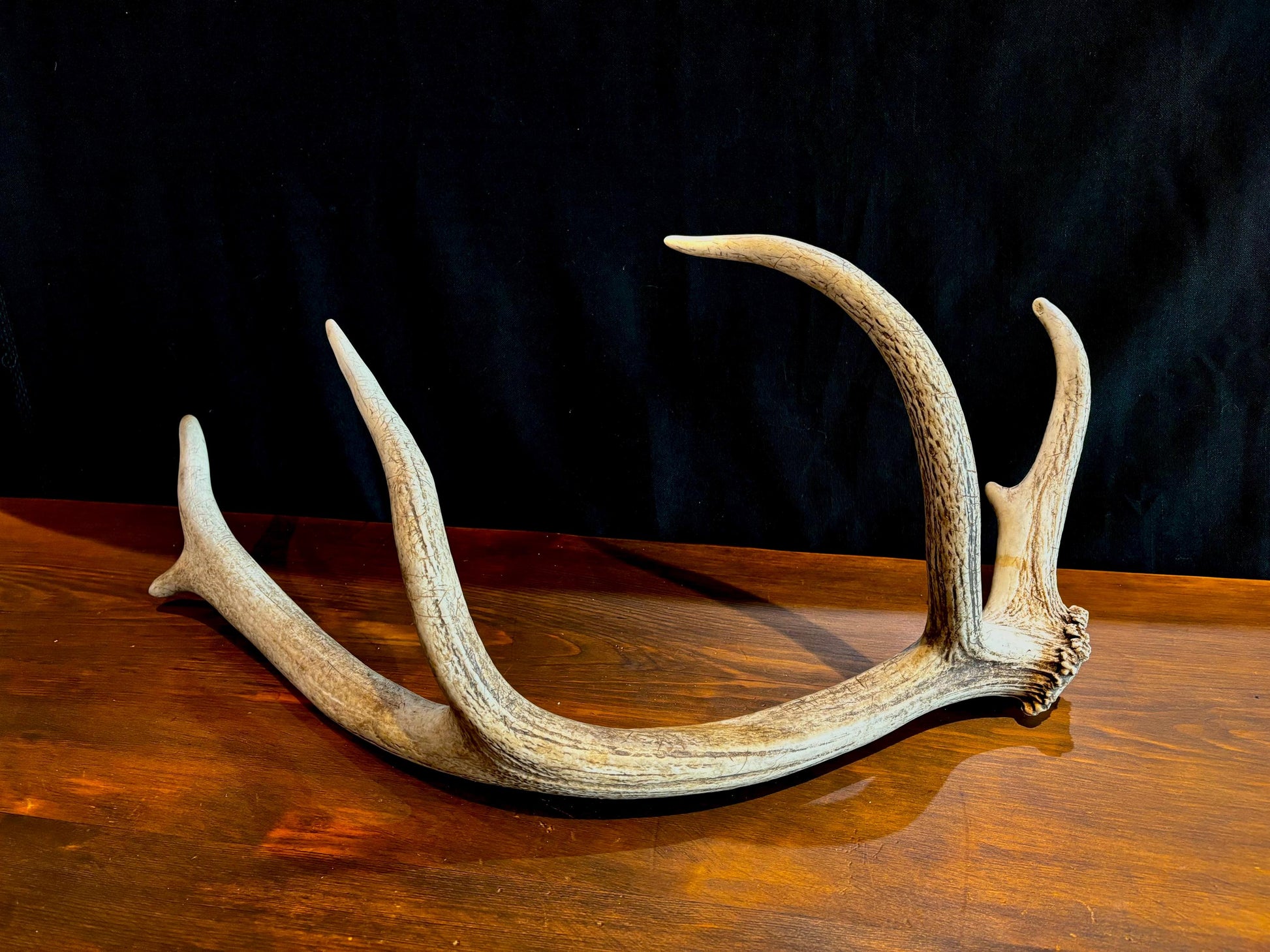 Elk Antler From A Wild Canadian Bull Elk. Crafting, Home Decor, and More.