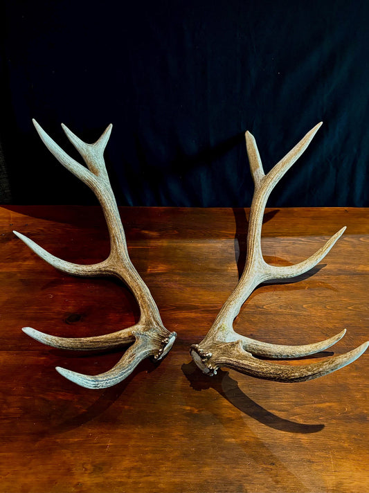 Canadian Bull Elk Antler Set! Decorations, Crafting, Collections, Table Centerpieces and more!