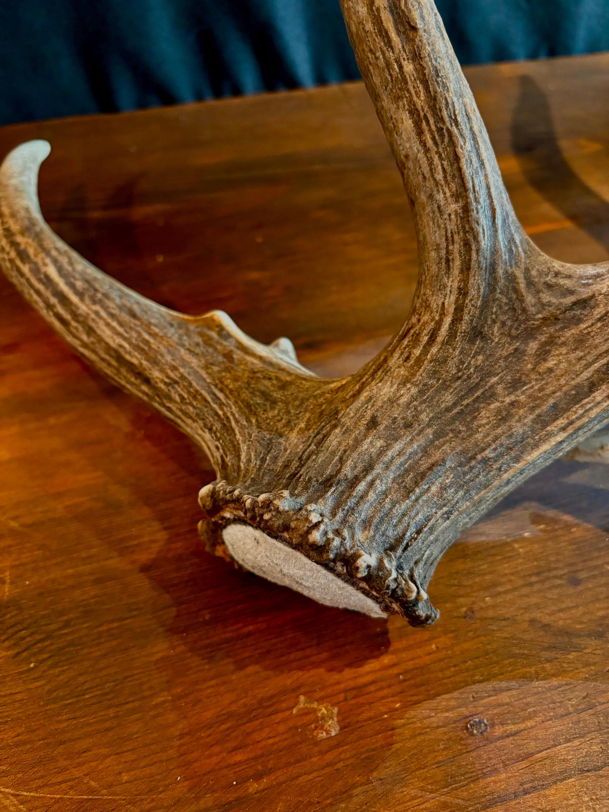 Canadian Bull Elk Antler Set! Decorations, Crafting, Collections, Table Centerpieces and more!