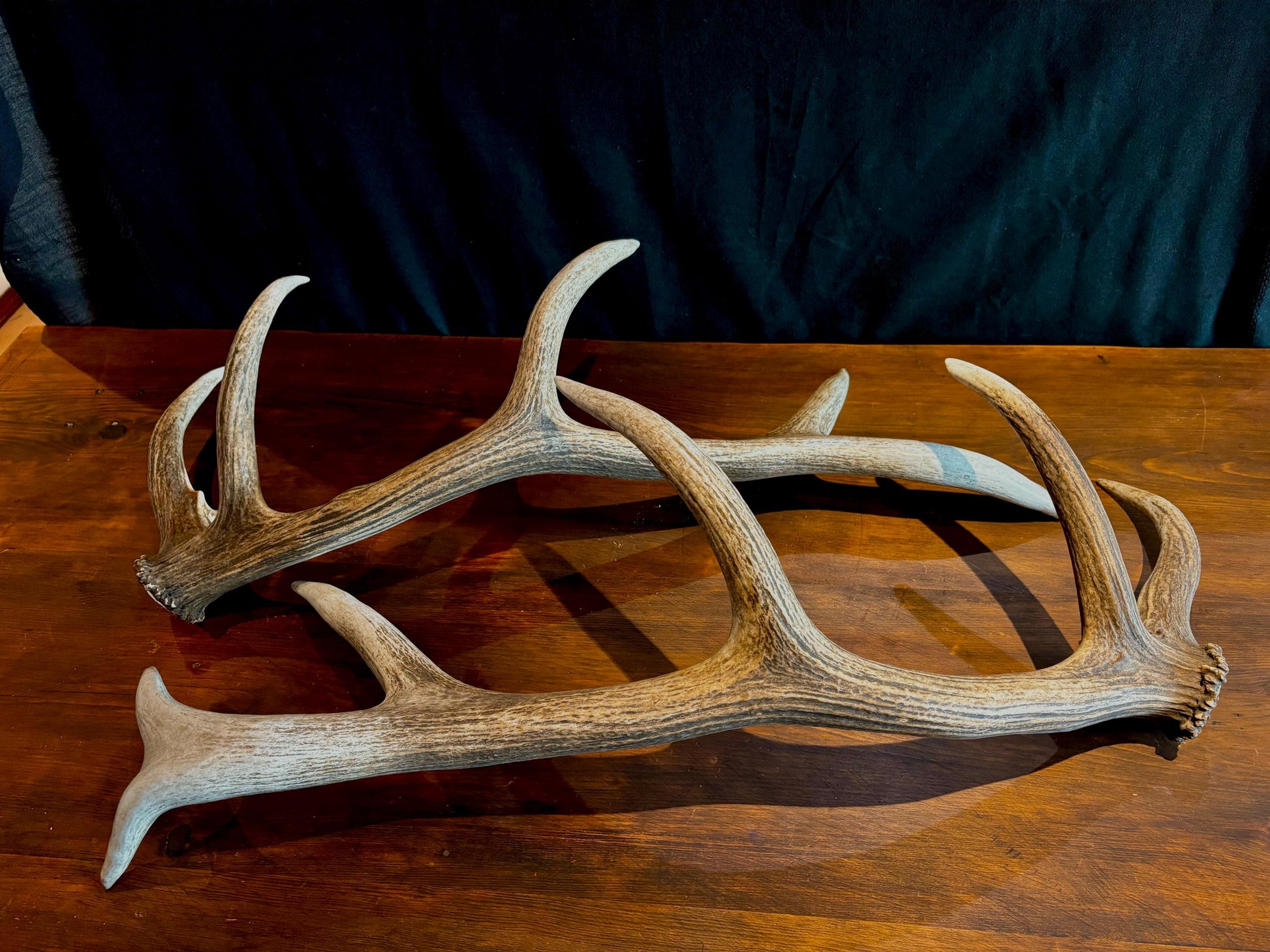 Canadian Bull Elk Antler Set! Decorations, Crafting, Collections, Table Centerpieces and more!