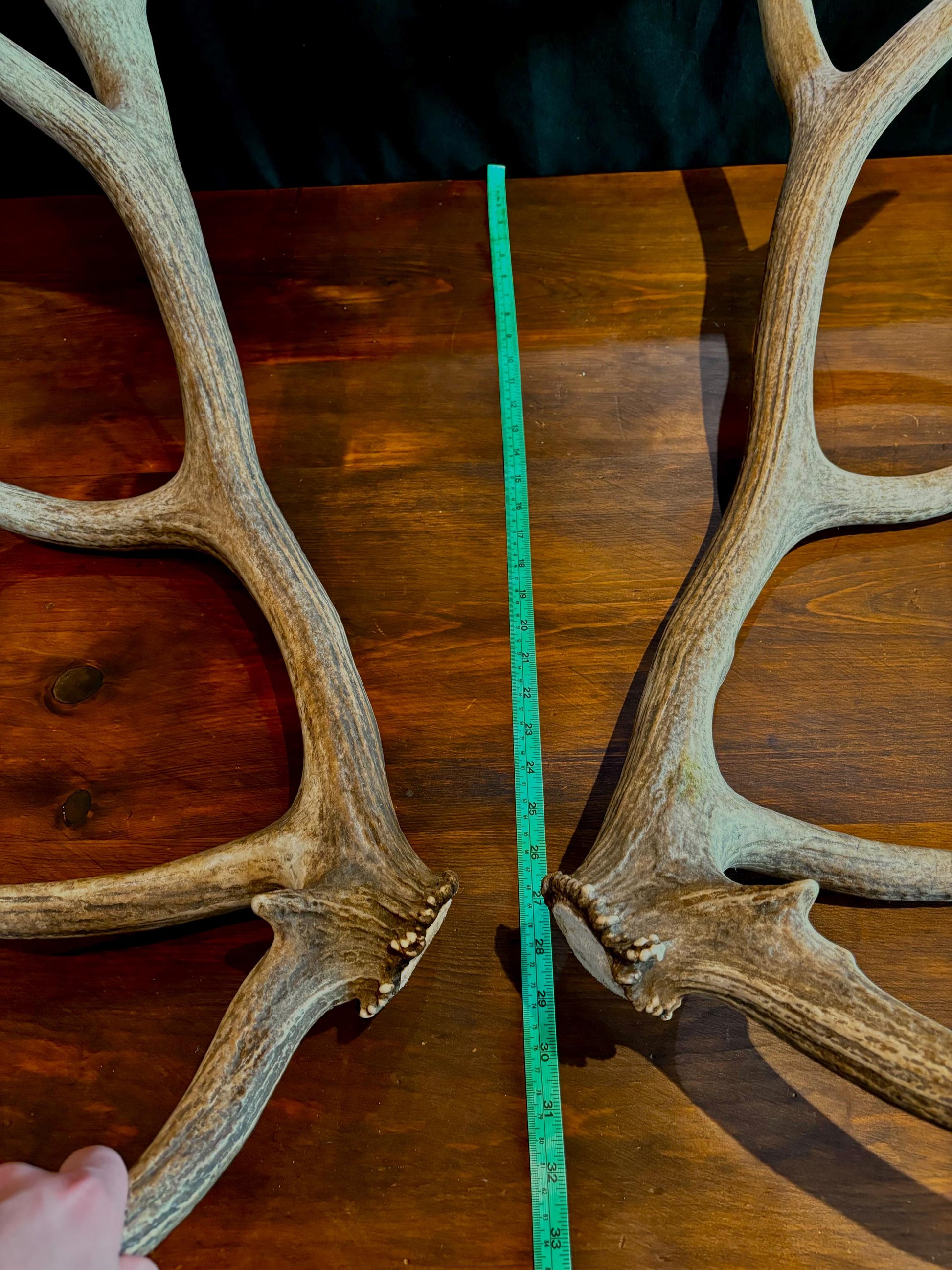 Canadian Bull Elk Antler Set! Decorations, Crafting, Collections, Table Centerpieces and more!