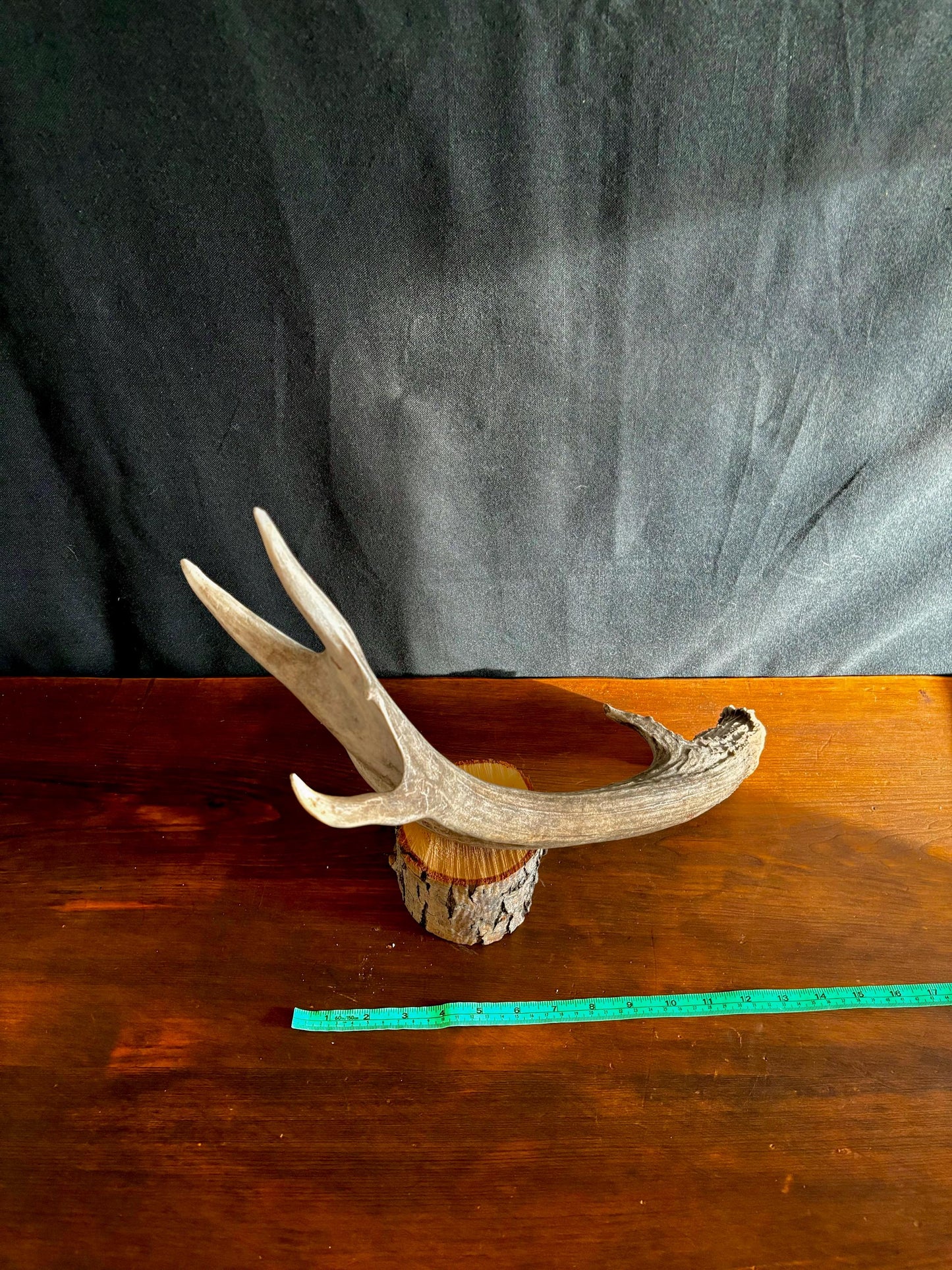 Deer Antler - Large Mule deer Antler. Horns/antlers. Crafting, Decor and More