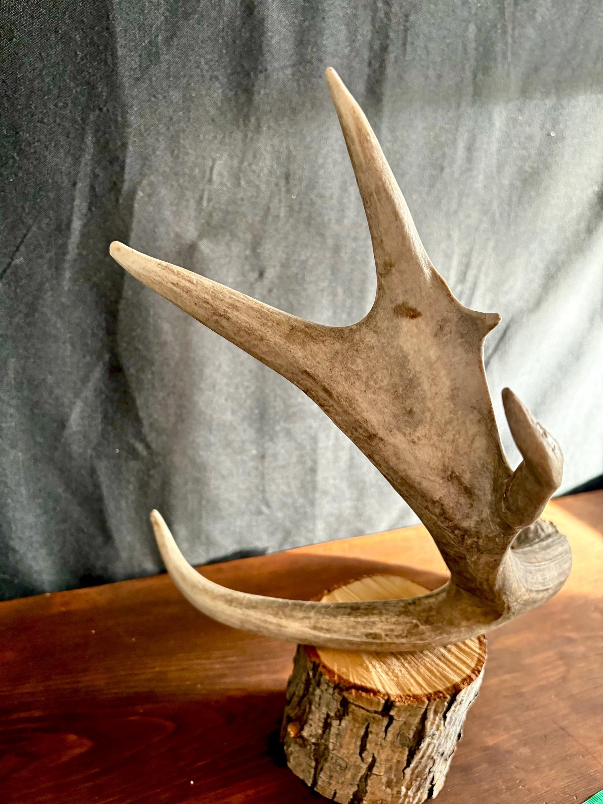 Deer Antler - Large Mule deer Antler. Horns/antlers. Crafting, Decor and More