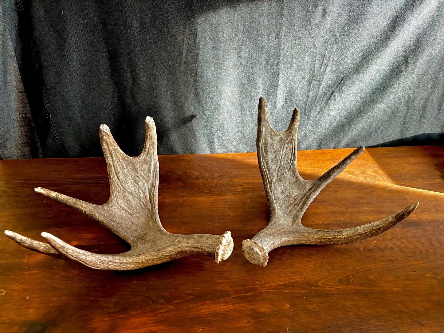 Moose Antler Pair. Medium Sized Canadian Moose Antlers - for Crafting, Decor and More