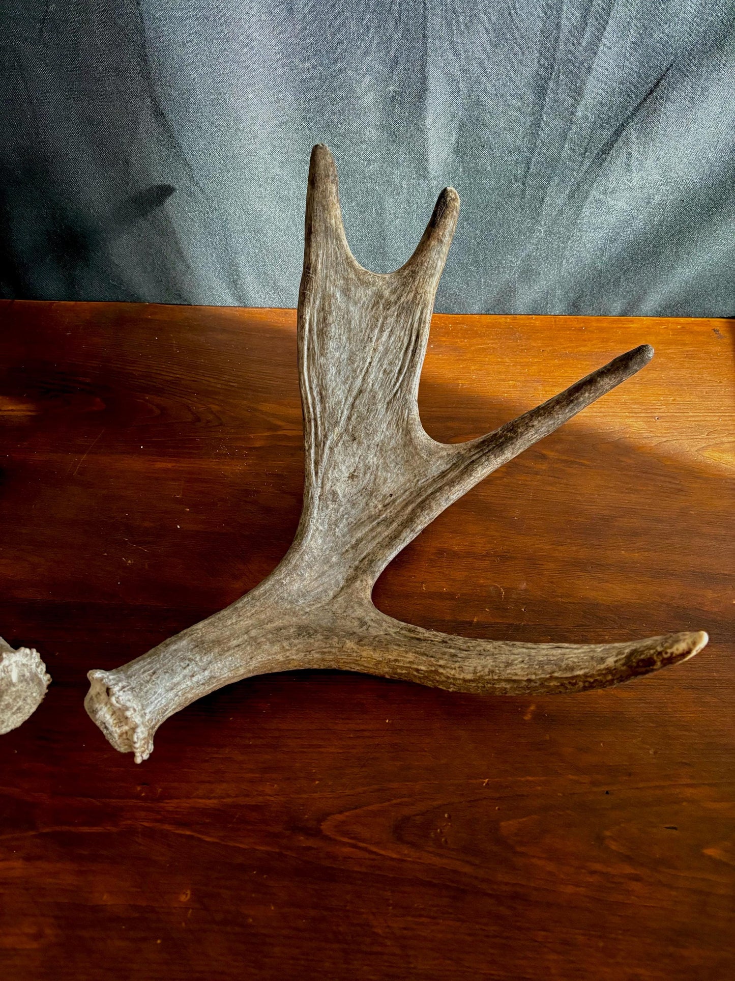 Moose Antler Pair. Medium Sized Canadian Moose Antlers - for Crafting, Decor and More