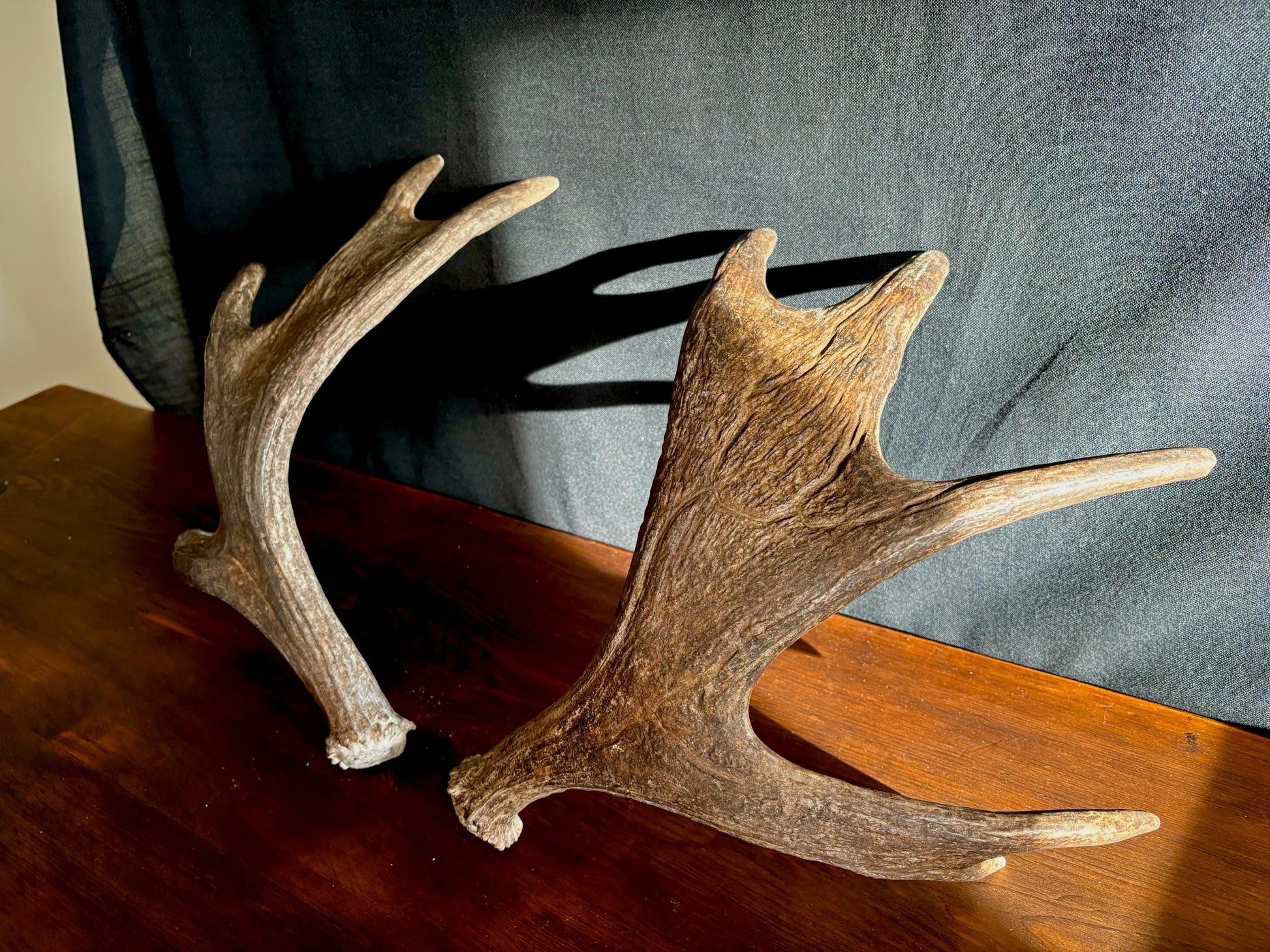 Moose Antler Pair. Medium Sized Canadian Moose Antlers - for Crafting, Decor and More