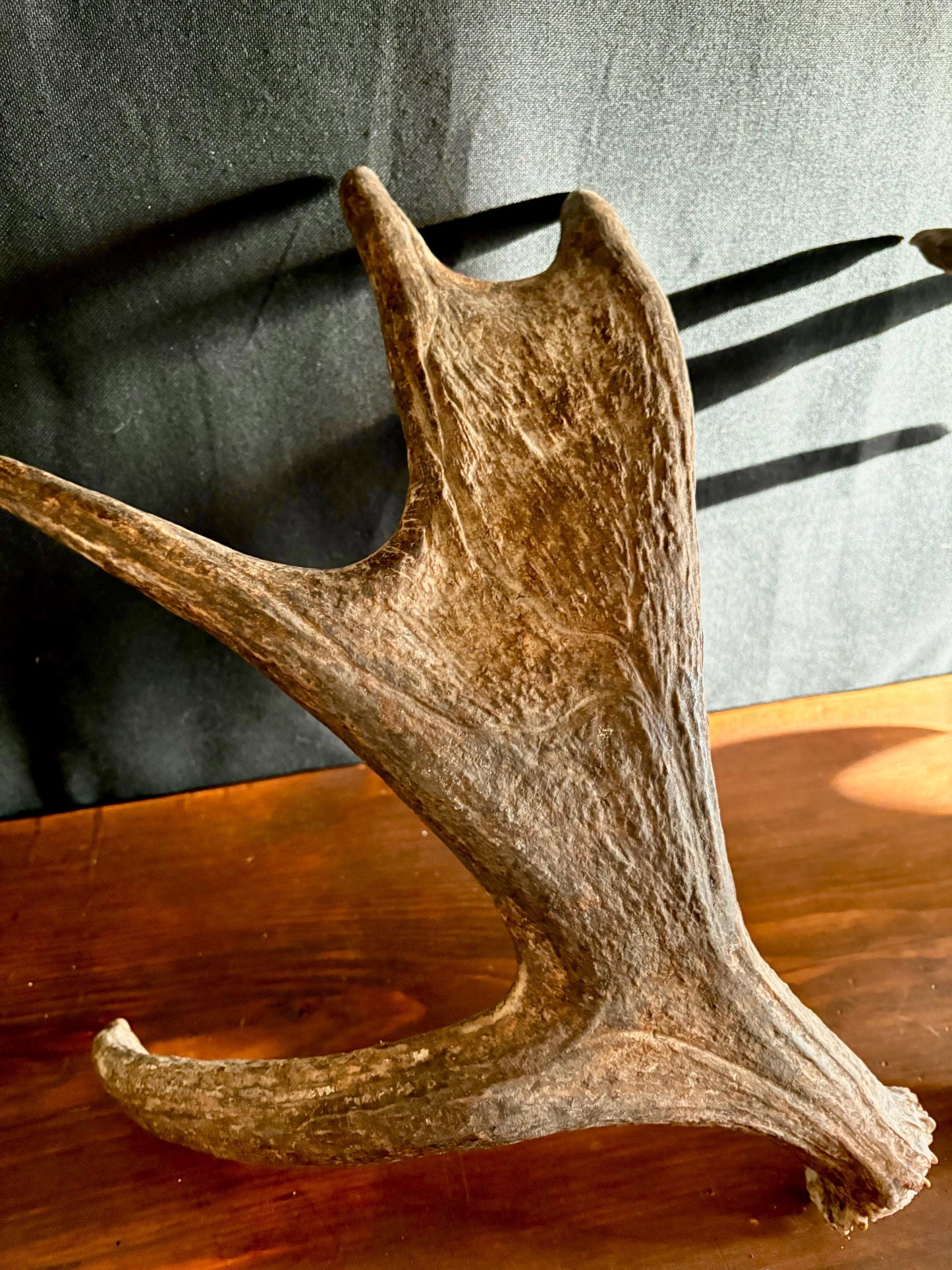 Moose Antler Pair. Medium Sized Canadian Moose Antlers - for Crafting, Decor and More