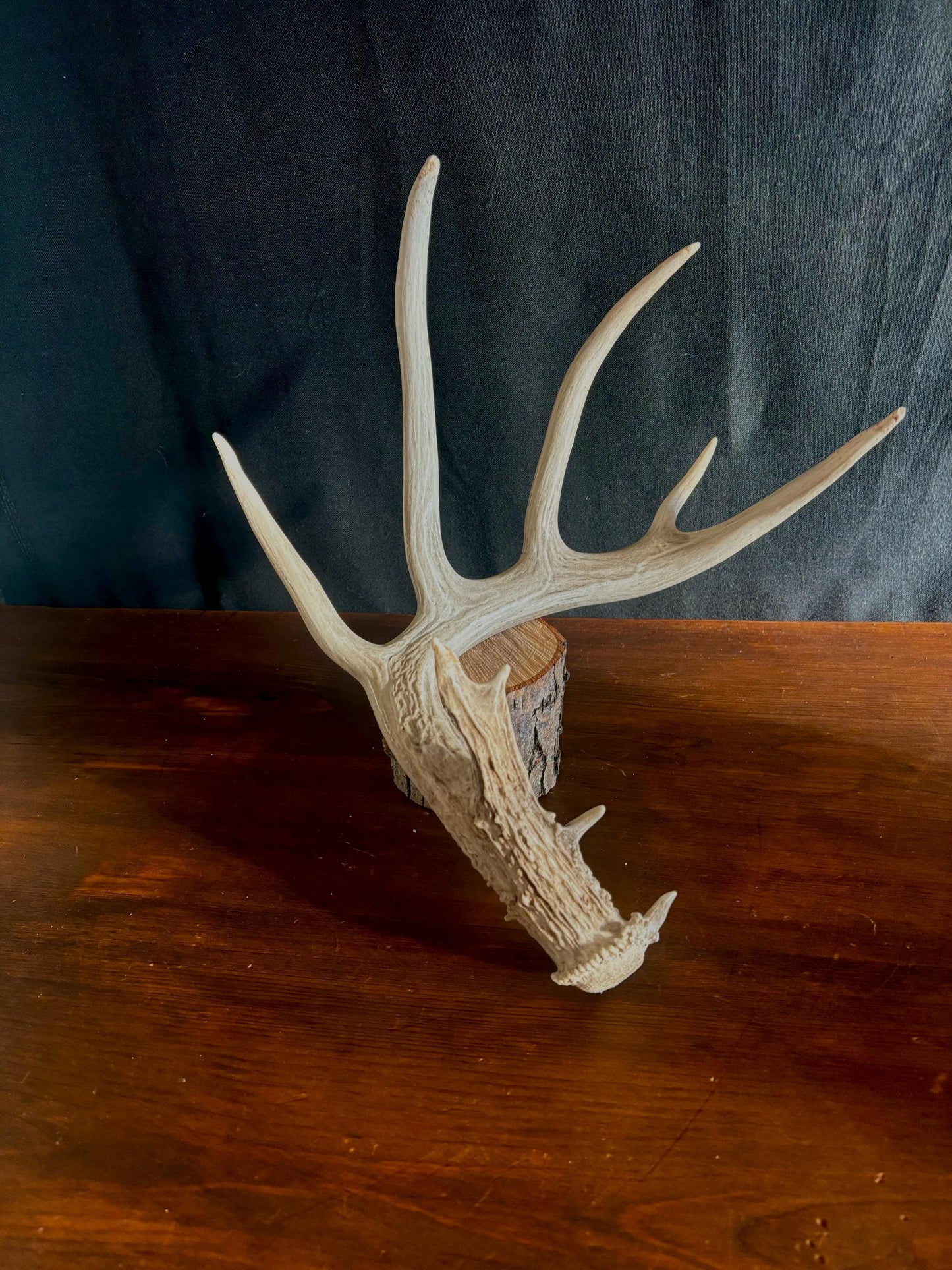 White-tailed deer Antler - Classic Typical White-tailed Antler. Large - for decor, design, crafting and more