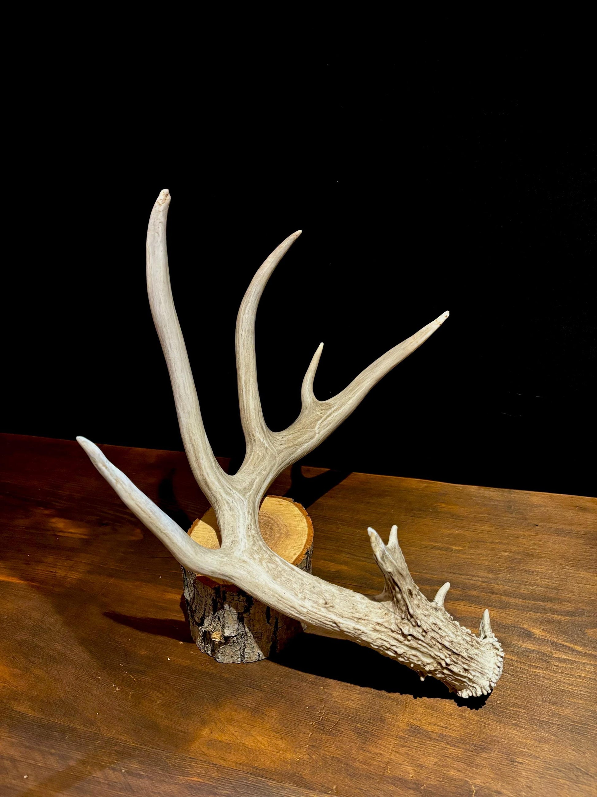 White-tailed deer Antler - Classic Typical White-tailed Antler. Large - for decor, design, crafting and more