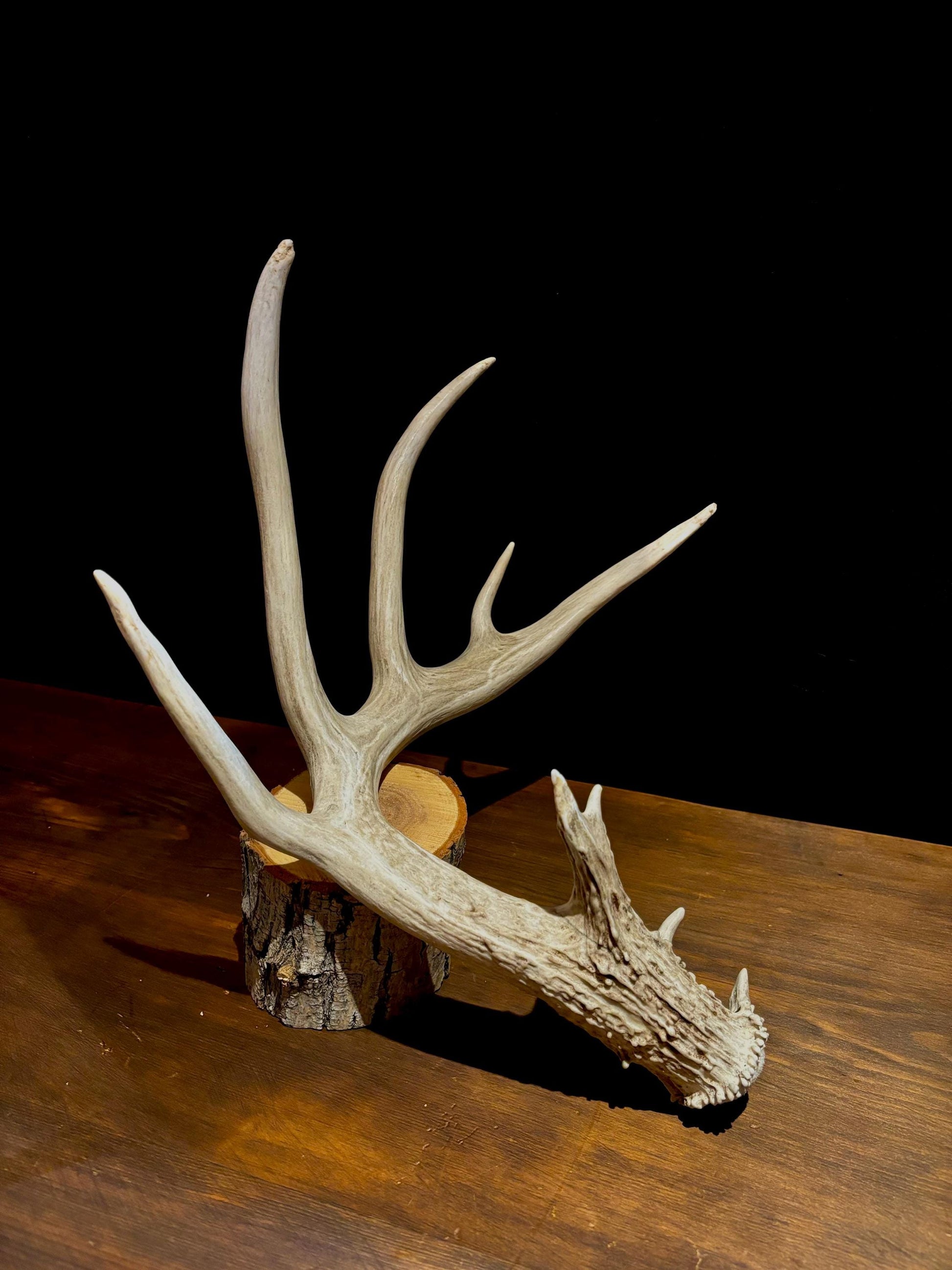 White-tailed deer Antler - Classic Typical White-tailed Antler. Large - for decor, design, crafting and more