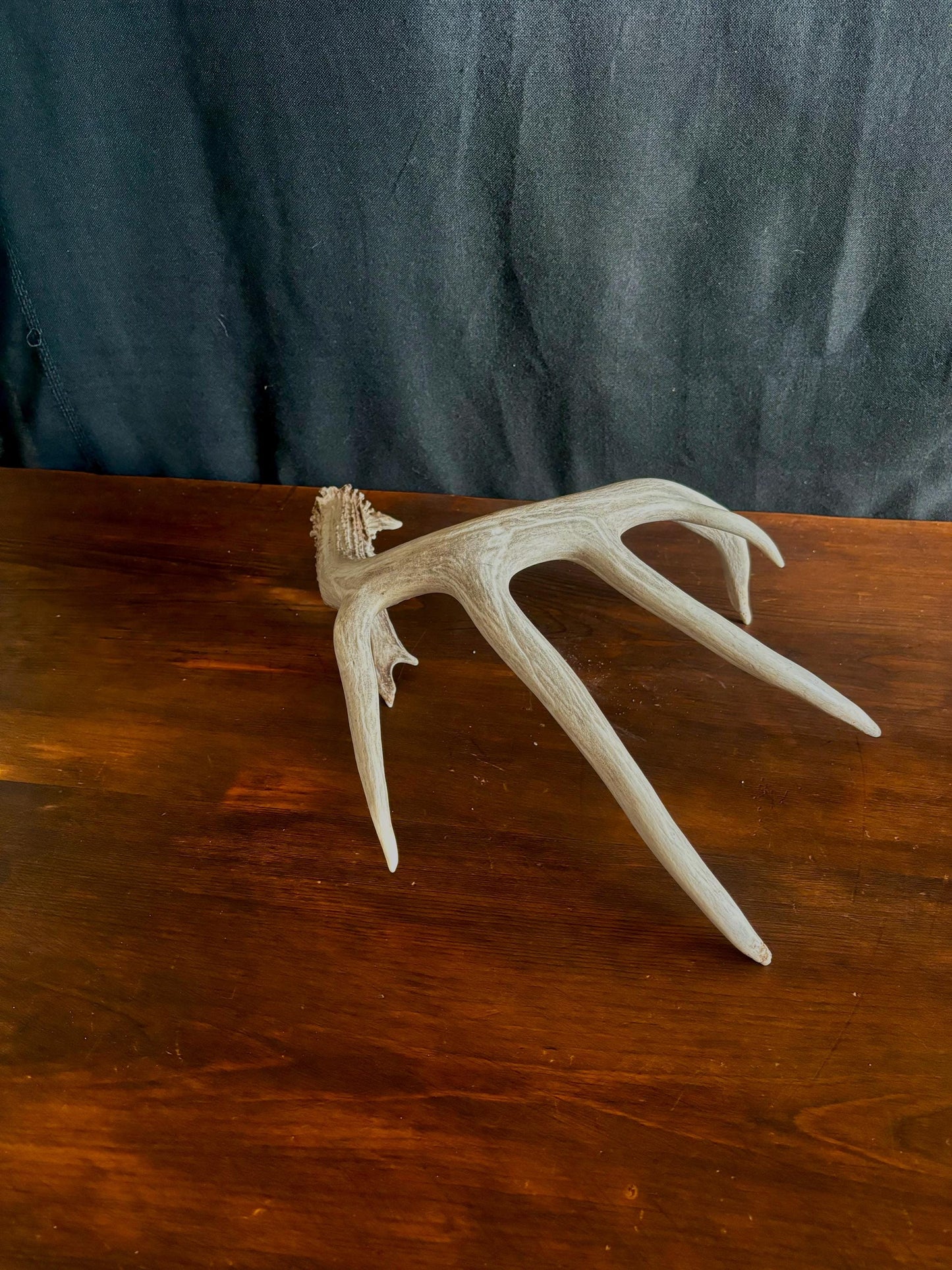 White-tailed deer Antler - Classic Typical White-tailed Antler. Large - for decor, design, crafting and more