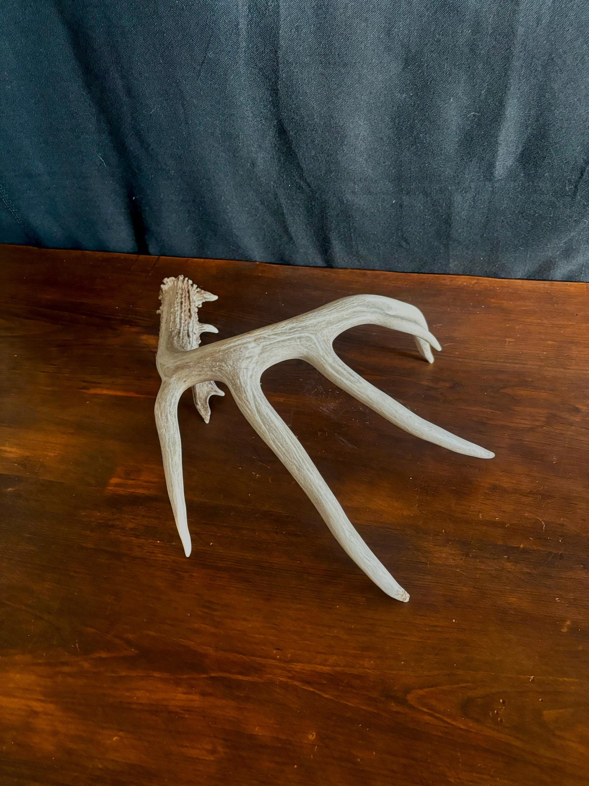 White-tailed deer Antler - Classic Typical White-tailed Antler. Large - for decor, design, crafting and more