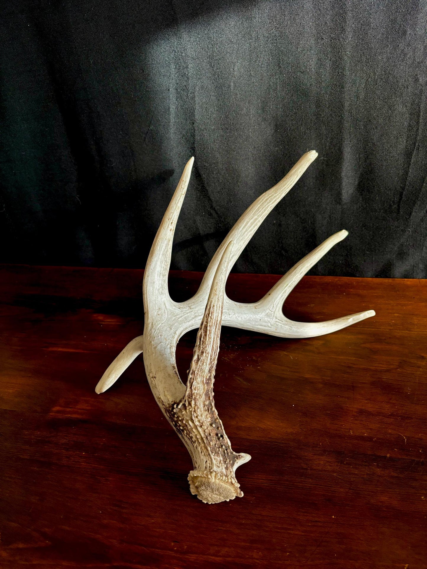 Wild Droptine White-tailed deer Antler. Large deer antler for decor, design, crafting and more!