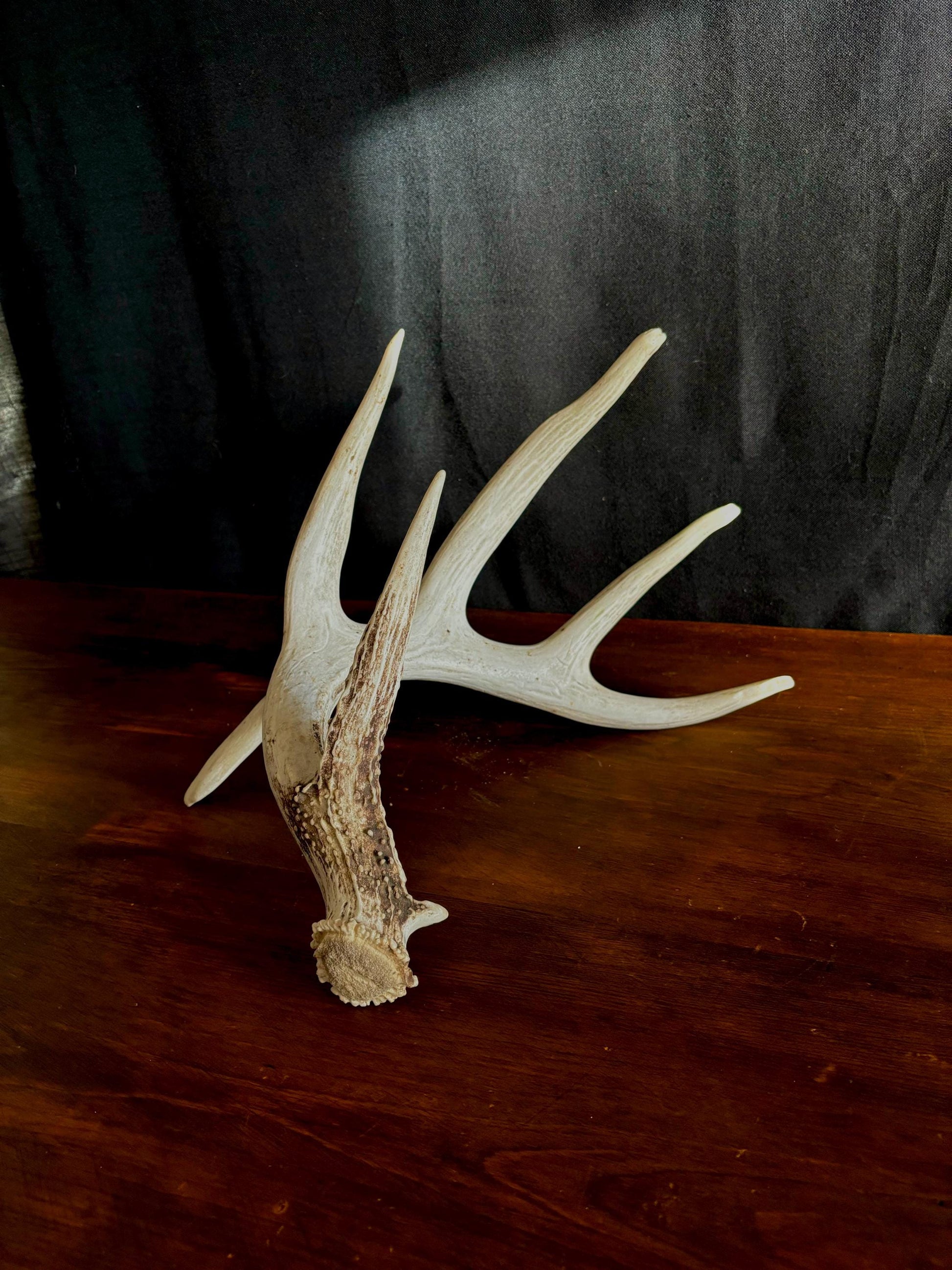 Wild Droptine White-tailed deer Antler. Large deer antler for decor, design, crafting and more!