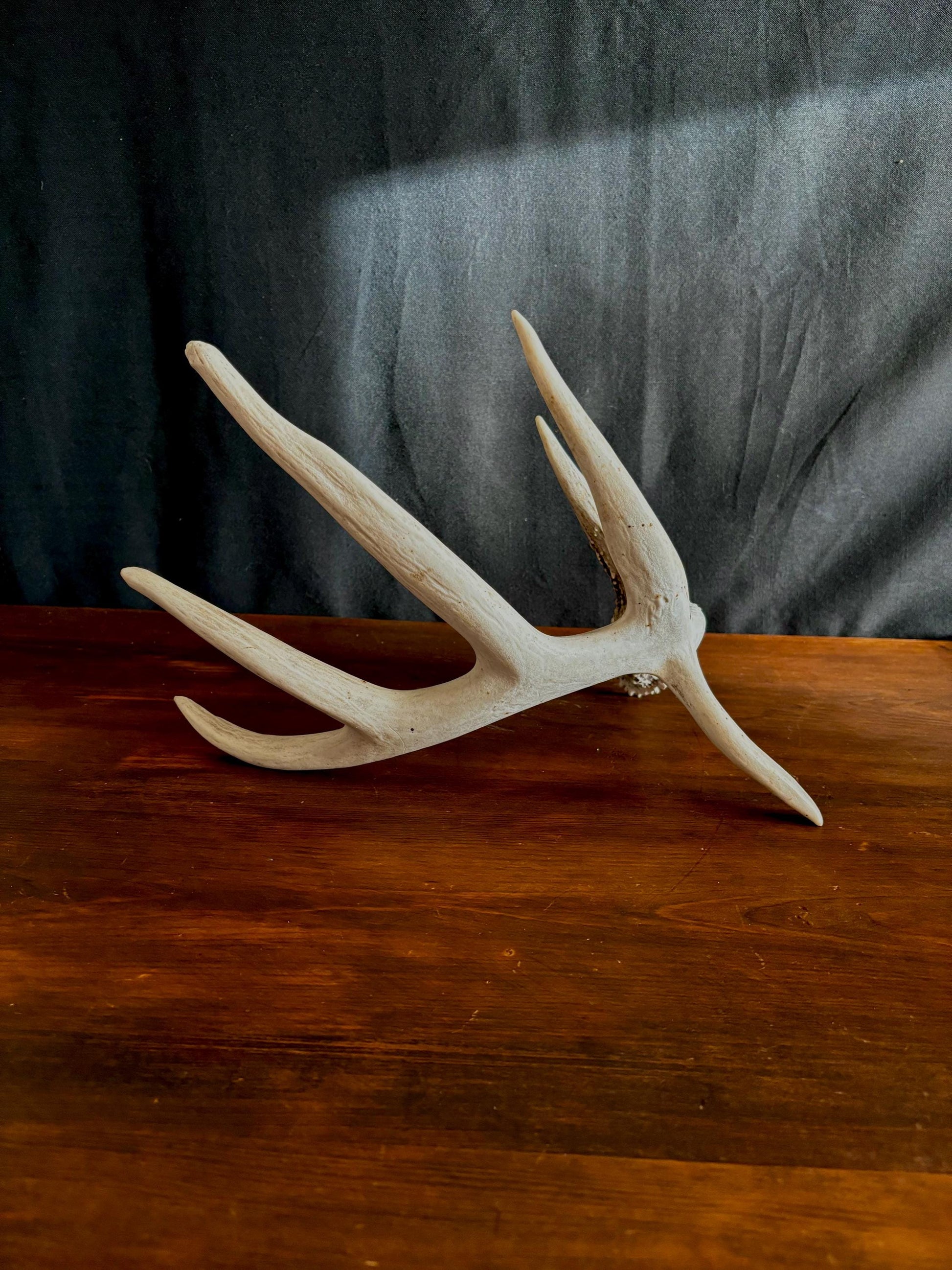 Wild Droptine White-tailed deer Antler. Large deer antler for decor, design, crafting and more!