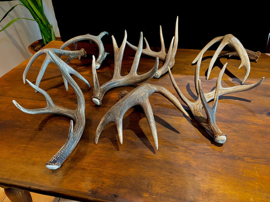 Premium X-Large White-tail Deer Antlers! Highest Quality Decorative Antlers. From Wild Canadian Whitetailed deer. Naturally Shed