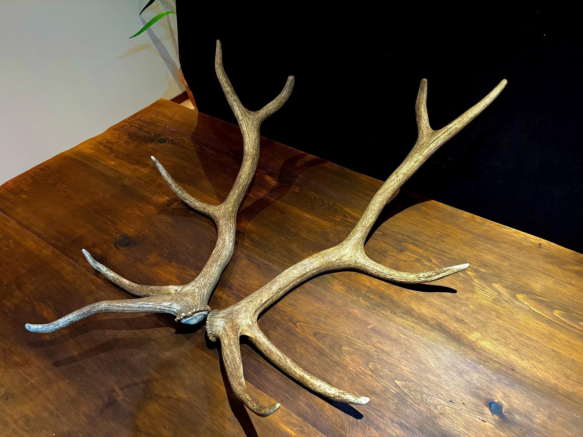 Canadian Bull Elk Antler Set! Decorations, Crafting, Collections, Table Centerpieces and more!
