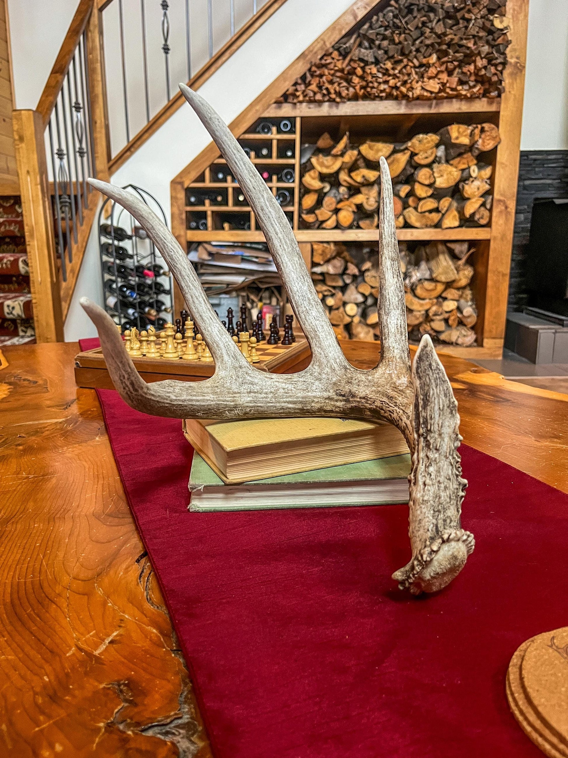 Magnificent White-tailed deer Antler - with huge “G3”. Extremeley fresh, perfect for crafting, design, decor and more!