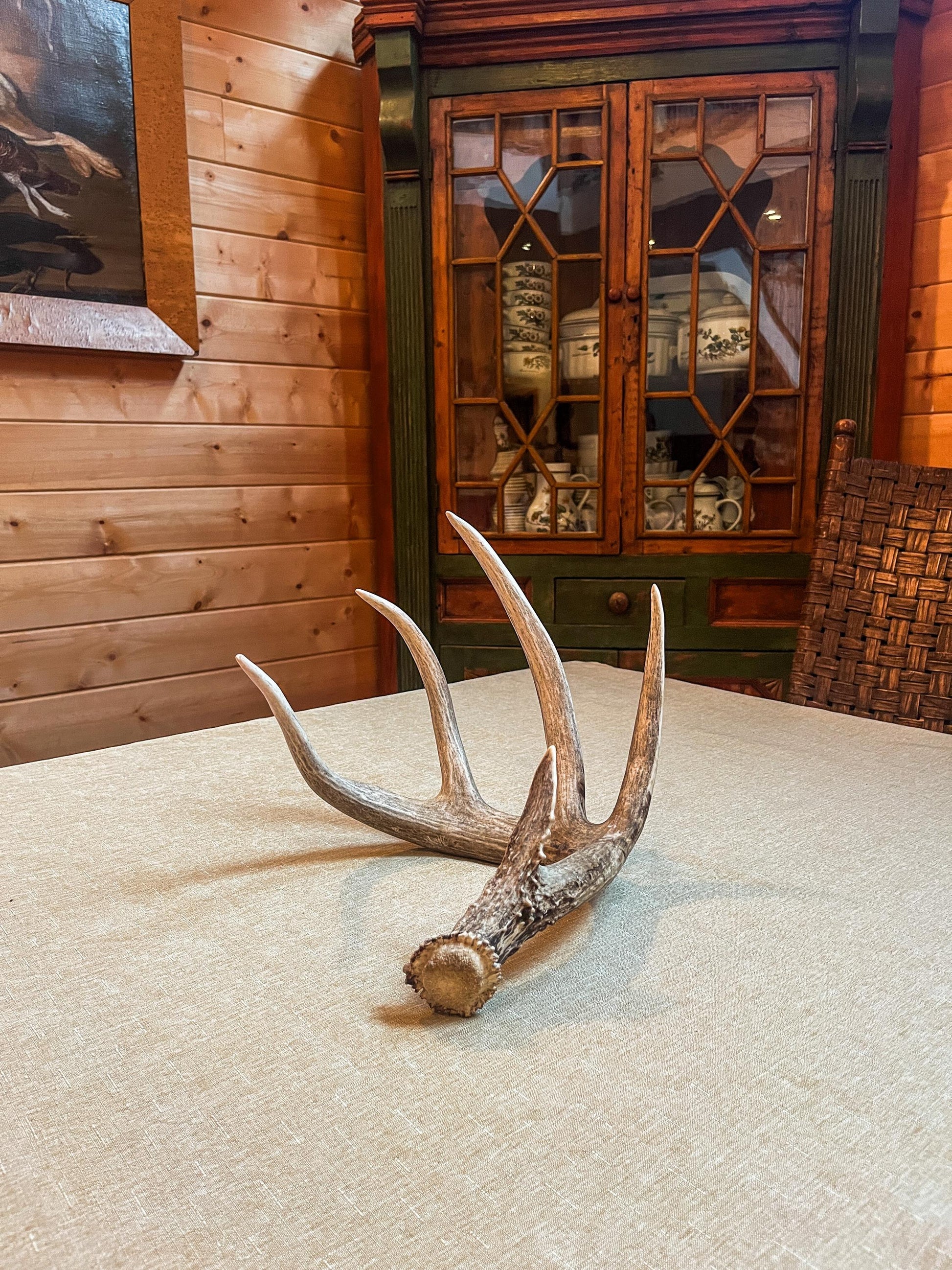 Magnificent White-tailed deer Antler - with huge “G3”. Extremeley fresh, perfect for crafting, design, decor and more!