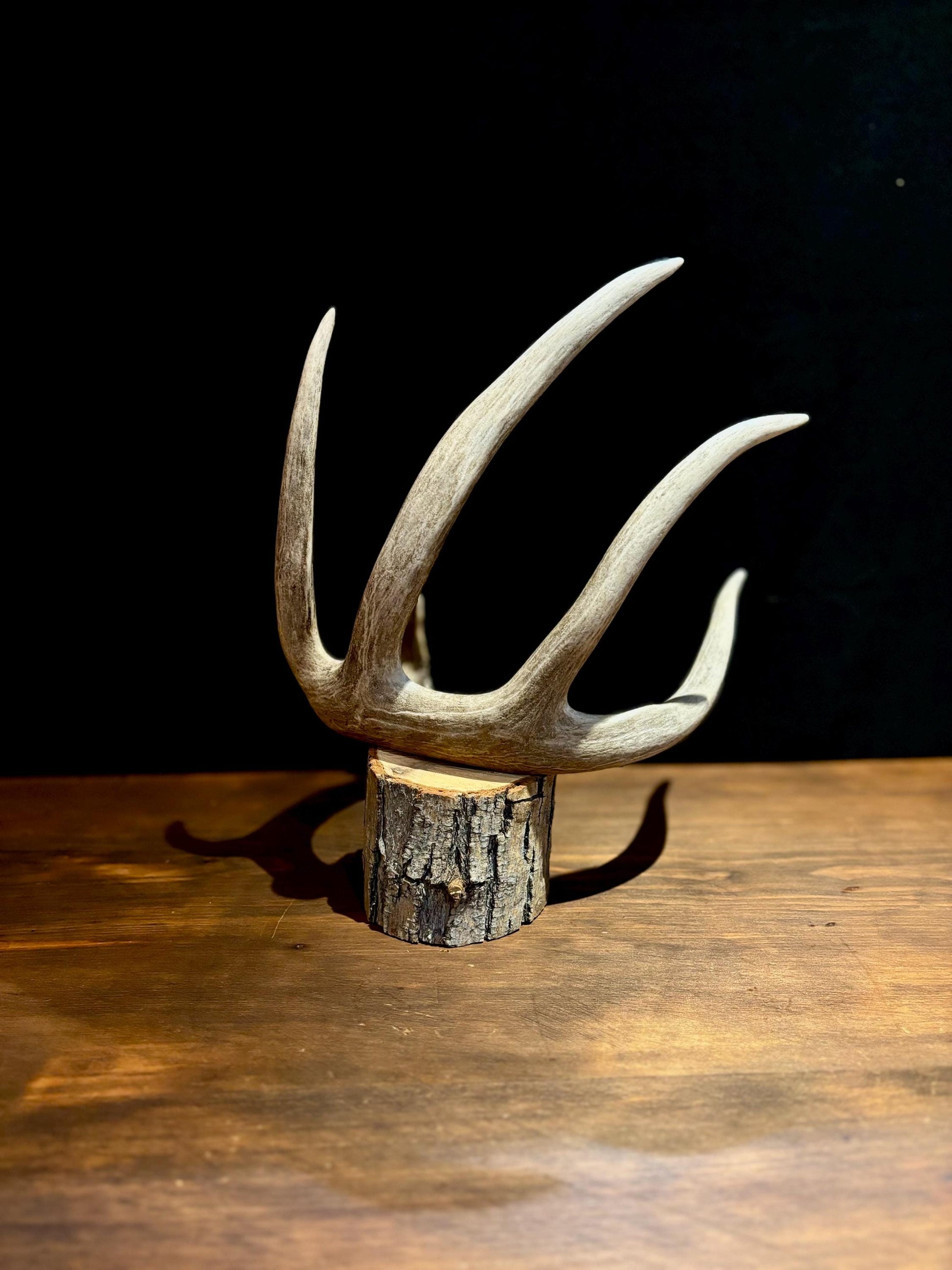 Magnificent White-tailed deer Antler - with huge “G3”. Extremeley fresh, perfect for crafting, design, decor and more!