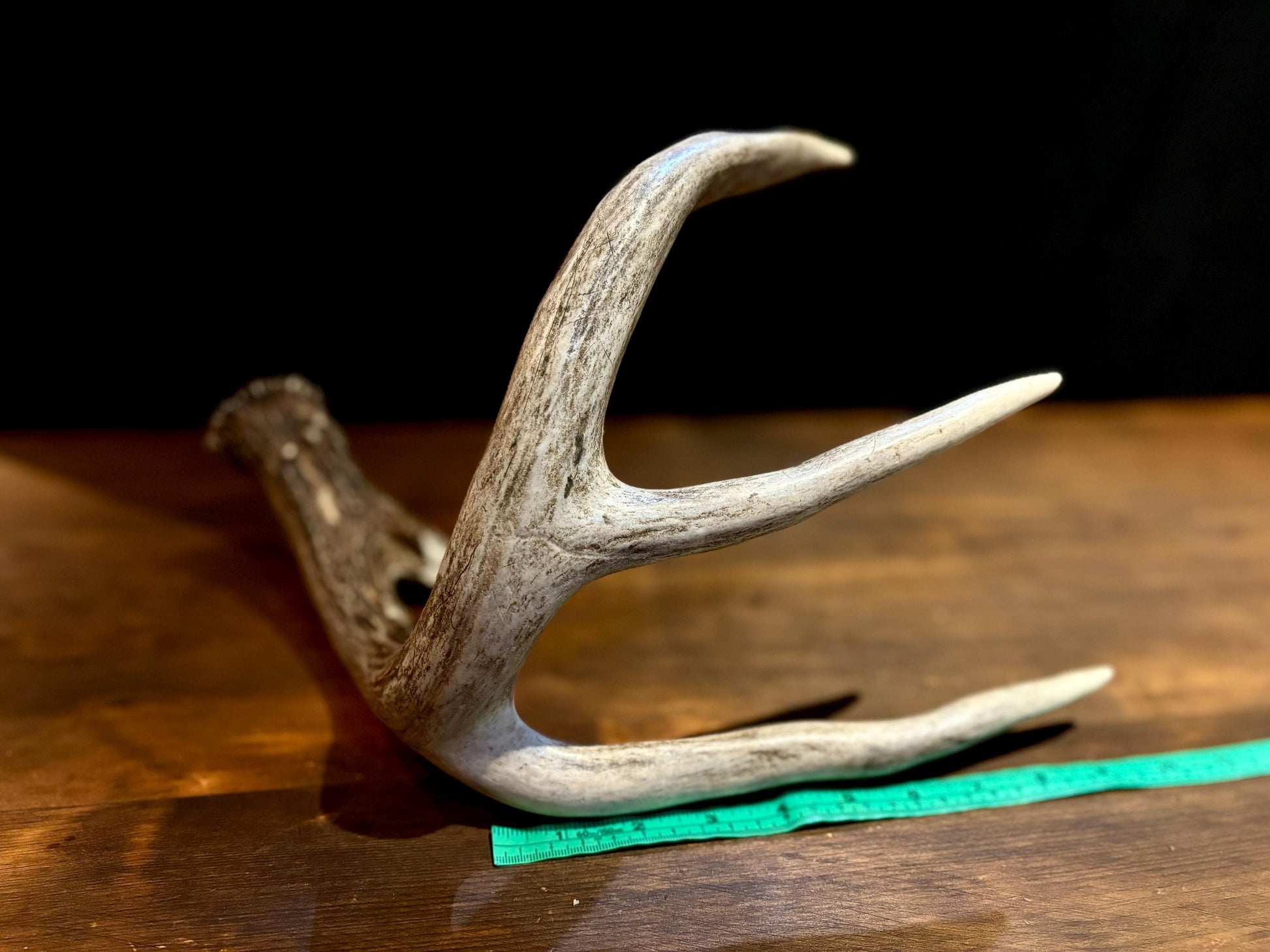 Large White-tailed deer Antler - 4 Points with broken browtine. Extremeley fresh, perfect for crafting, design, decor and more!