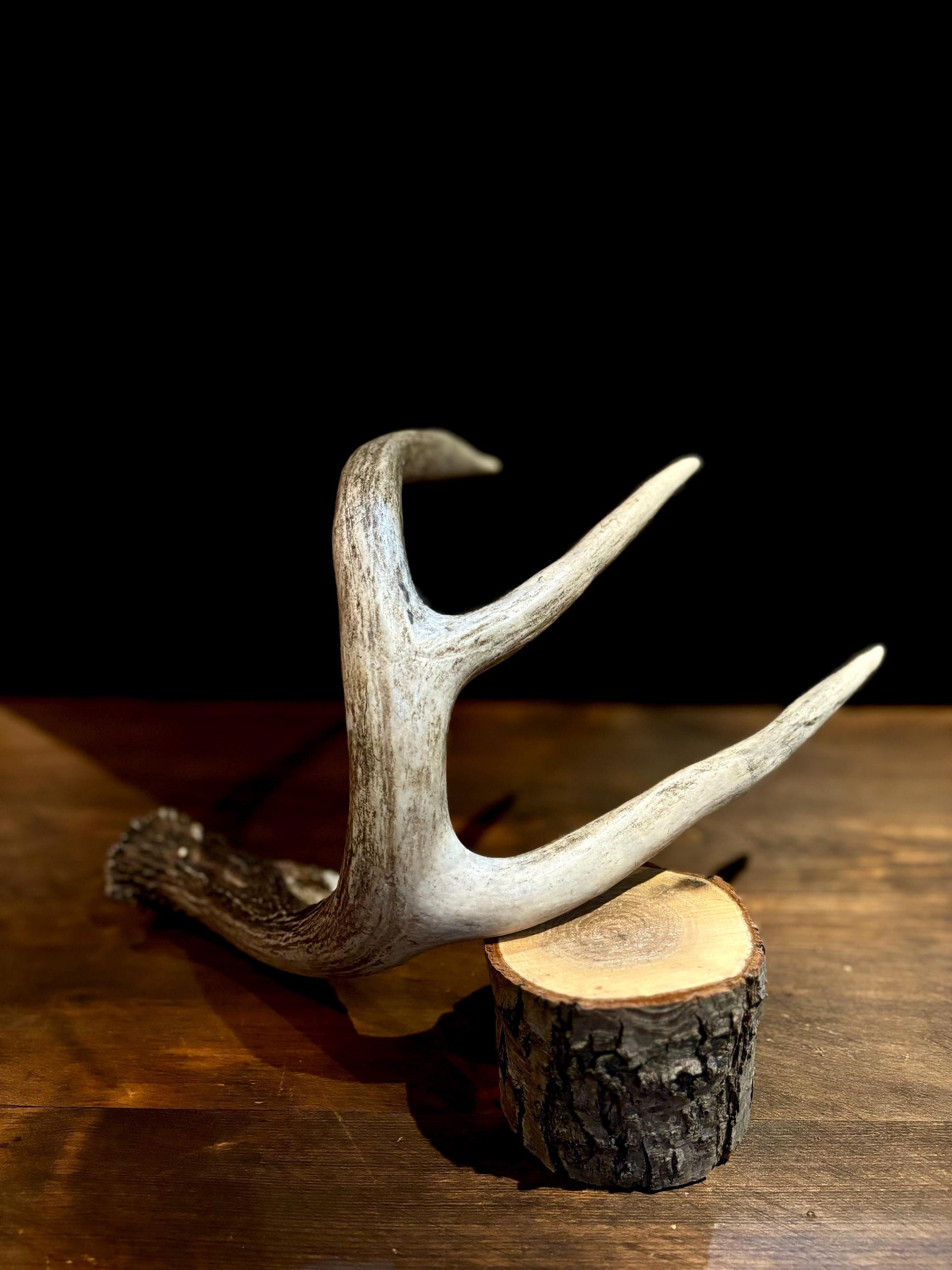 Large White-tailed deer Antler - 4 Points with broken browtine. Extremeley fresh, perfect for crafting, design, decor and more!