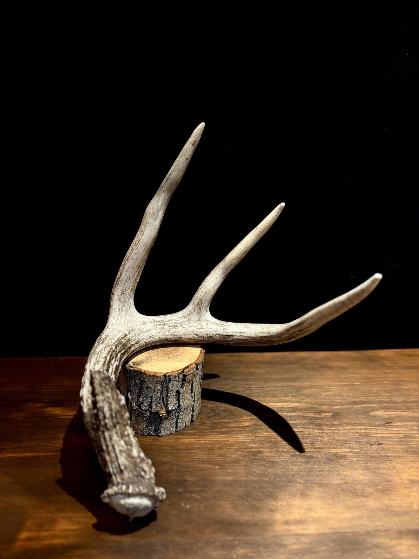 Large White-tailed deer Antler - 4 Points with broken browtine. Extremeley fresh, perfect for crafting, design, decor and more!