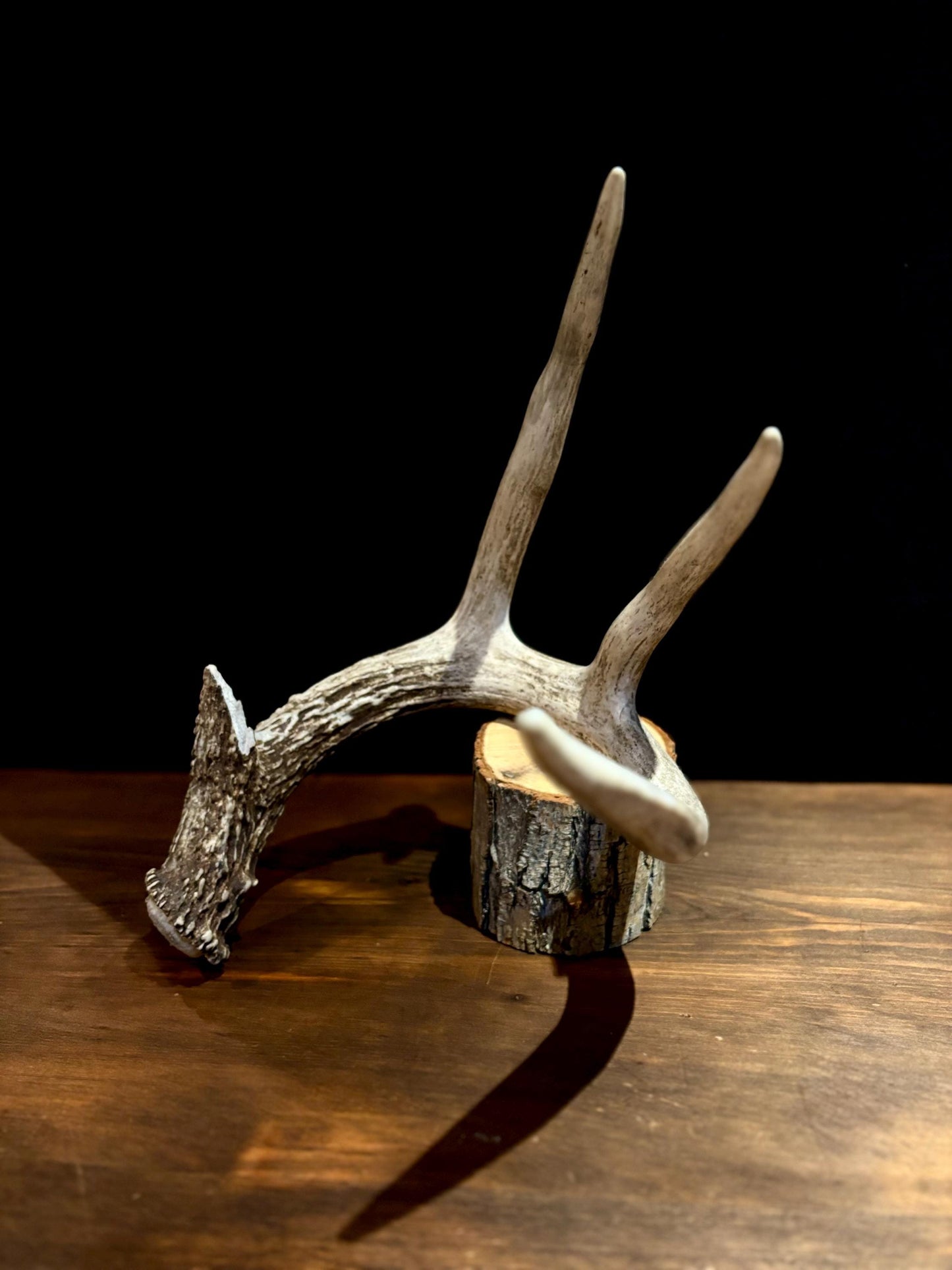 Large White-tailed deer Antler - 4 Points with broken browtine. Extremeley fresh, perfect for crafting, design, decor and more!