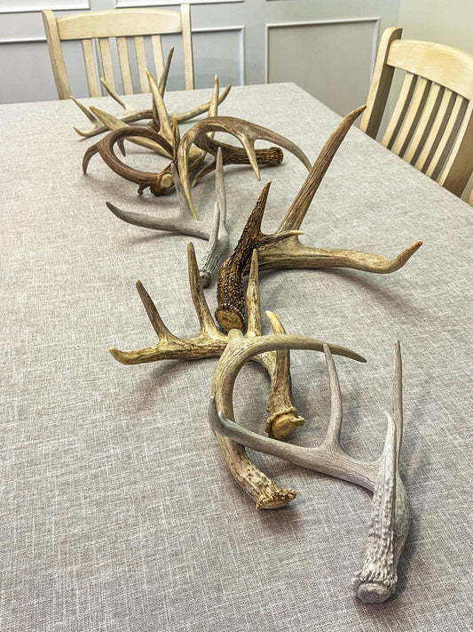 Natural White-tail Deer Antlers. ANY SIZE. Crafting, Decorations and So Much More. Highest Quality, Naturally Shed