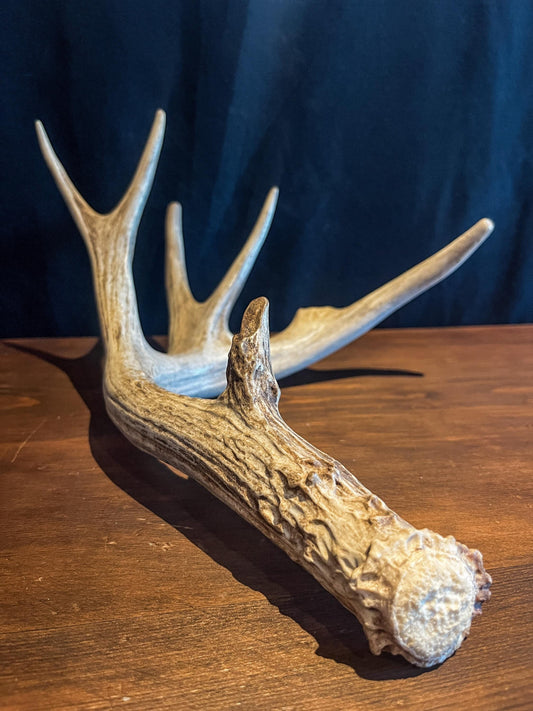 Naturally Shed White-tailed Deer Antler. Large Deer Horn/Antler, Cabin, Rustic style decoration and crafting!