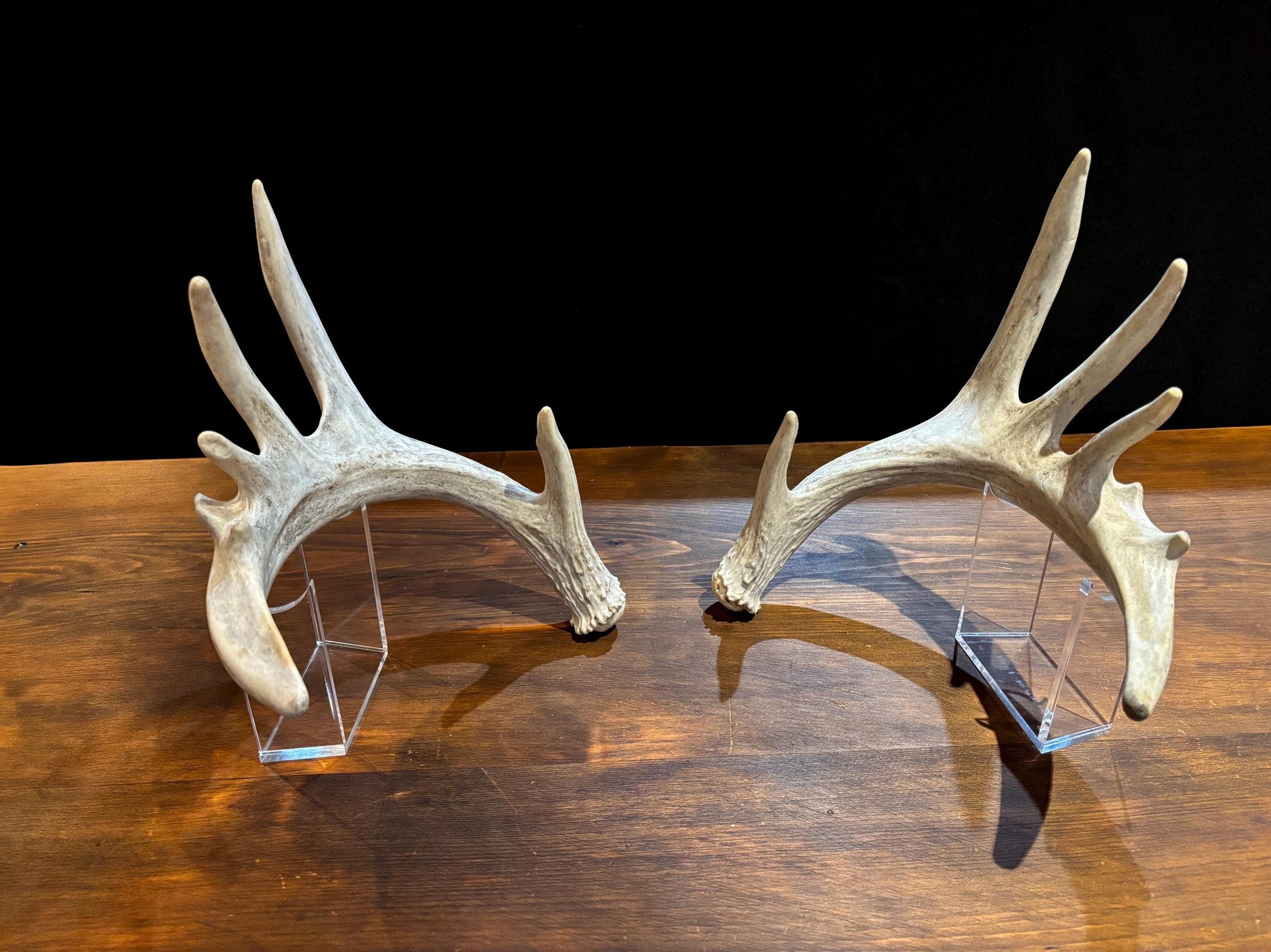 Large Whitetailed Deer Antlers - Fresh White-tailed deer matching set. Decor Crafting and More