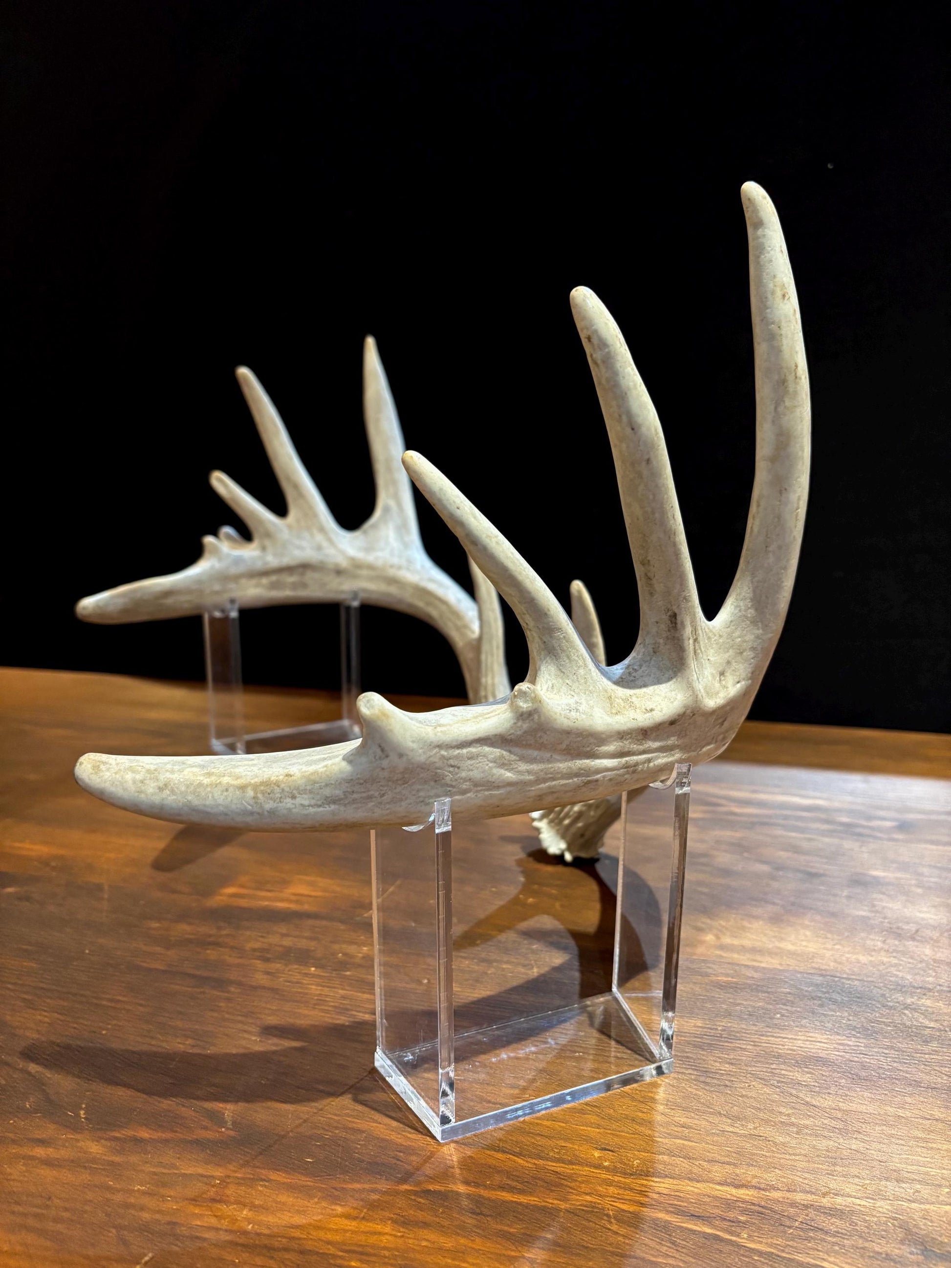 Large Whitetailed Deer Antlers - Fresh White-tailed deer matching set. Decor Crafting and More