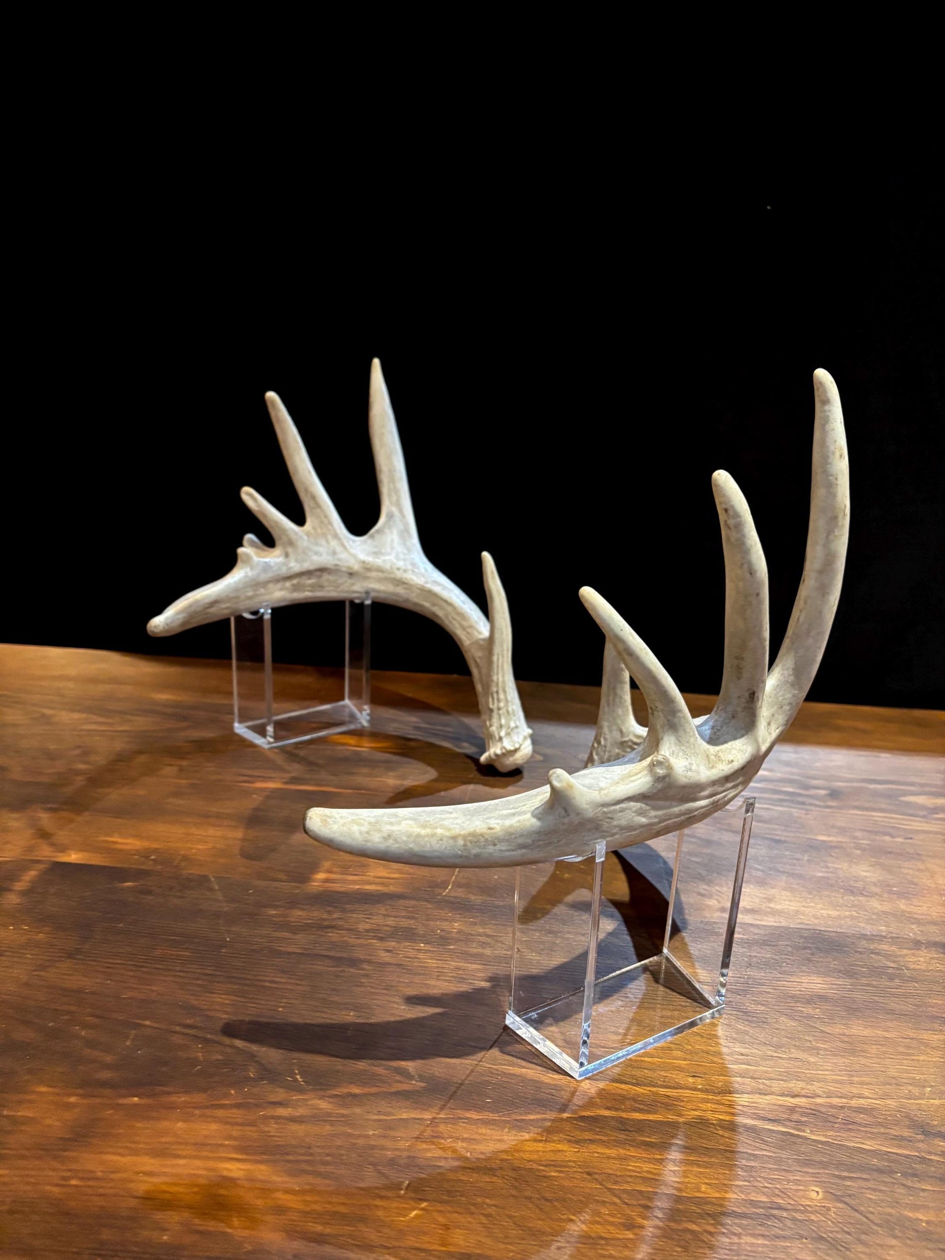 Large Whitetailed Deer Antlers - Fresh White-tailed deer matching set. Decor Crafting and More