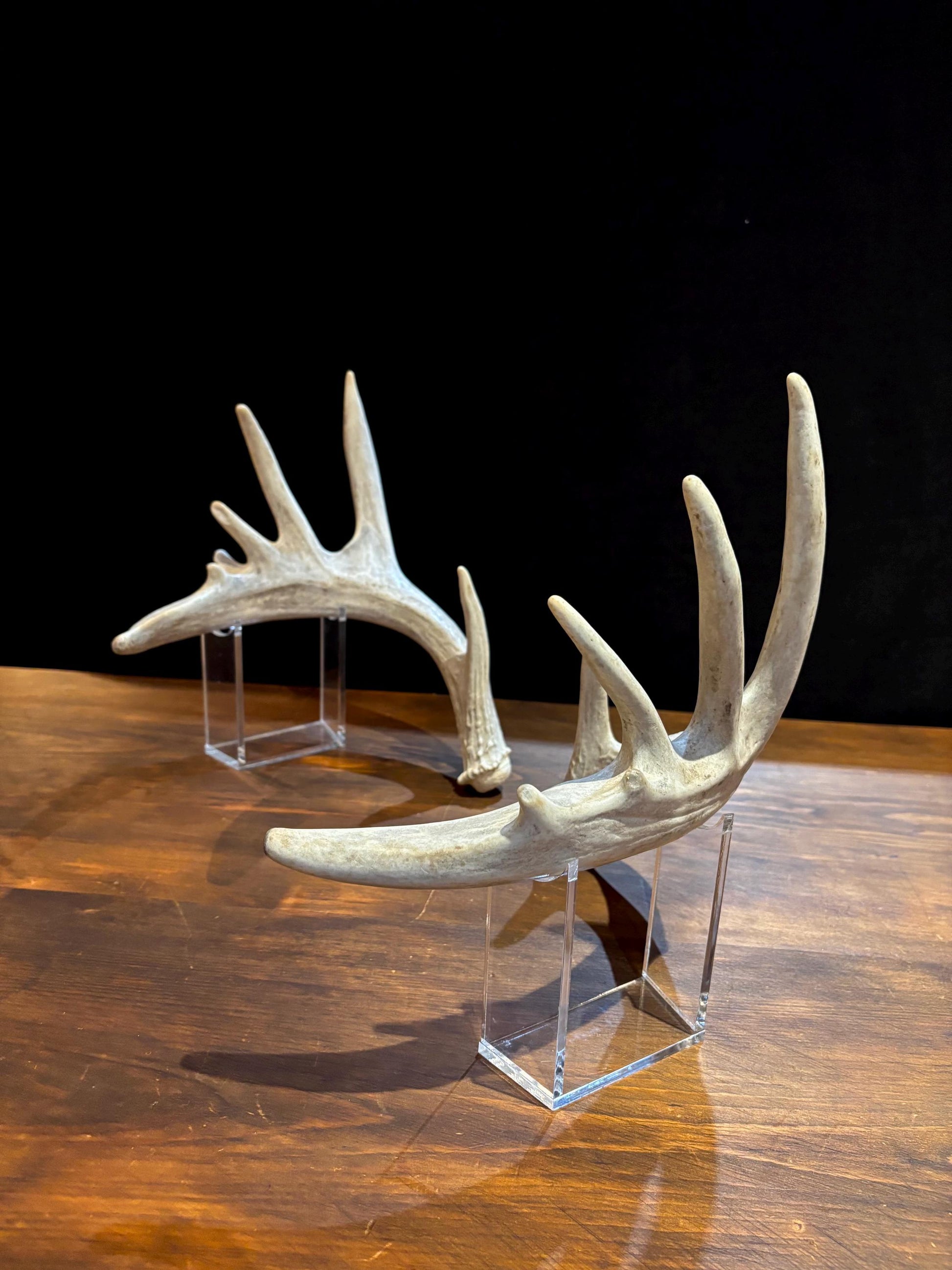 Large Whitetailed Deer Antlers - Fresh White-tailed deer matching set. Decor Crafting and More
