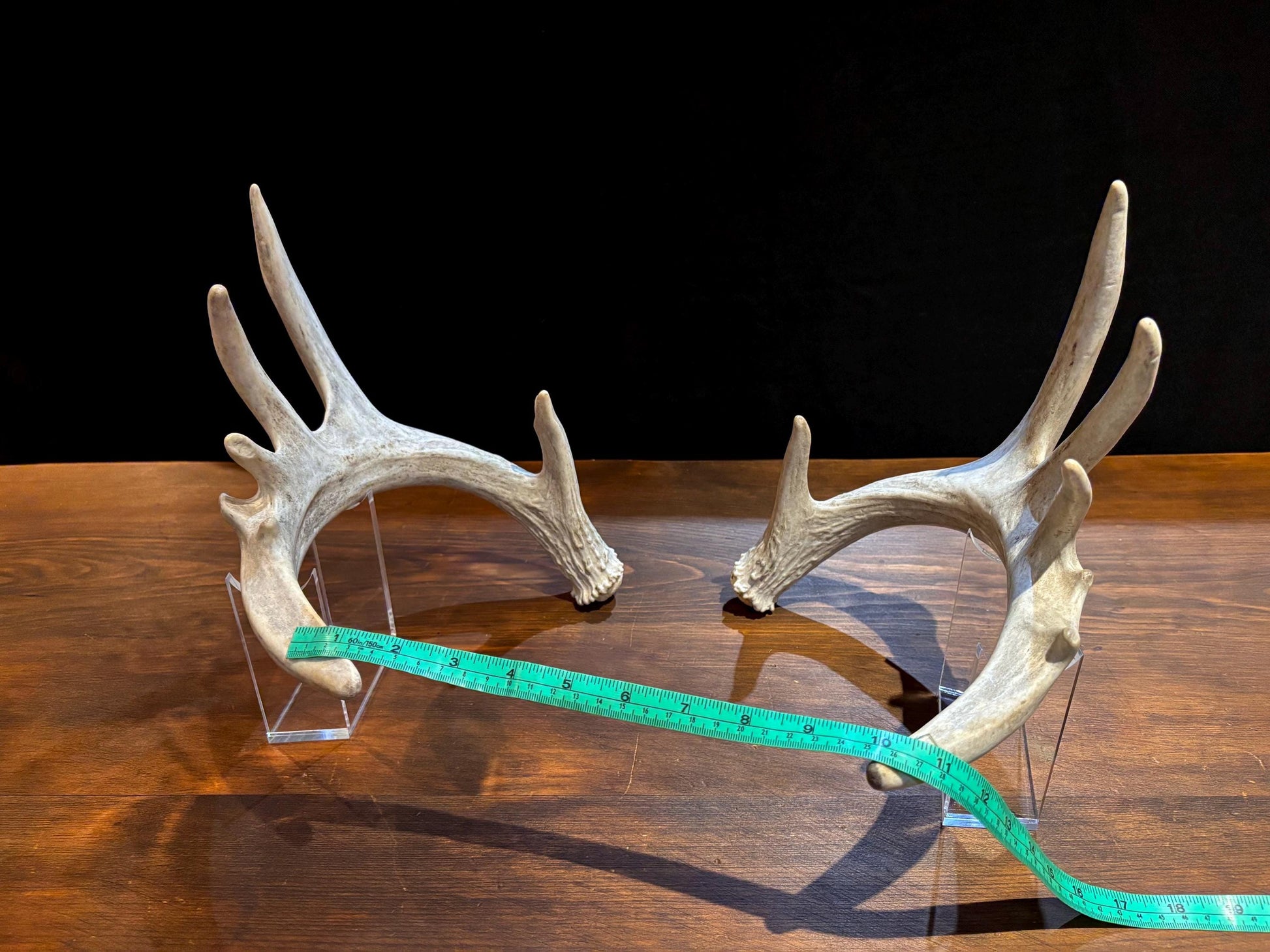 Large Whitetailed Deer Antlers - Fresh White-tailed deer matching set. Decor Crafting and More