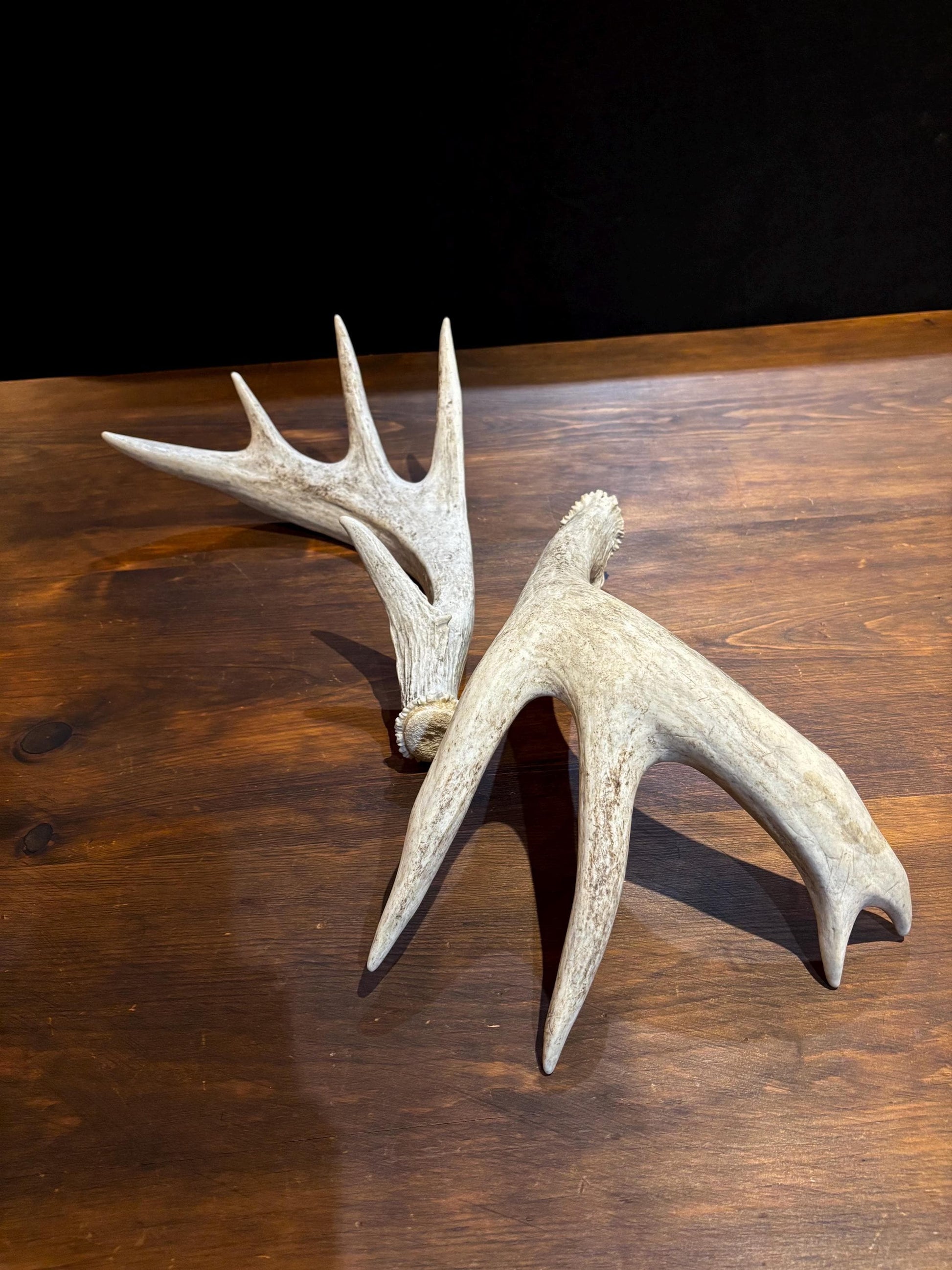 White-tailed Deer Antlers - Enormous Matching Set. Insane Mass! Decor Crafting and More.