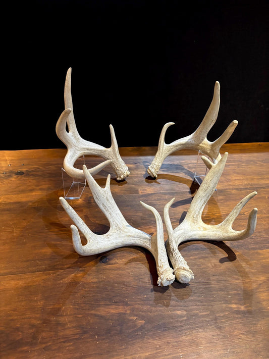 4 Deer Antlers - 2 Matched Sets From the Same Deer. Insane Mass. Super Heavy Whitetailed deer