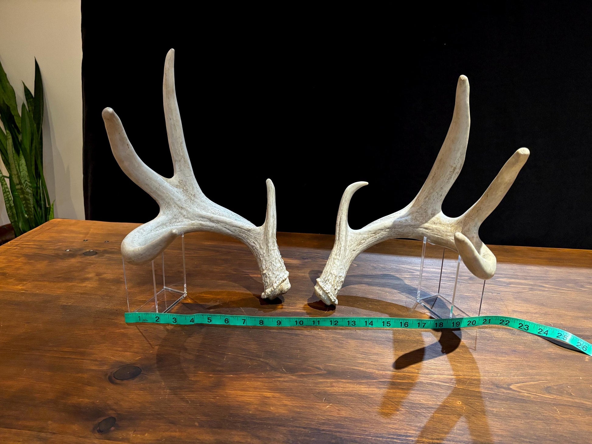 4 Deer Antlers - 2 Matched Sets From the Same Deer. Insane Mass. Super Heavy Whitetailed deer