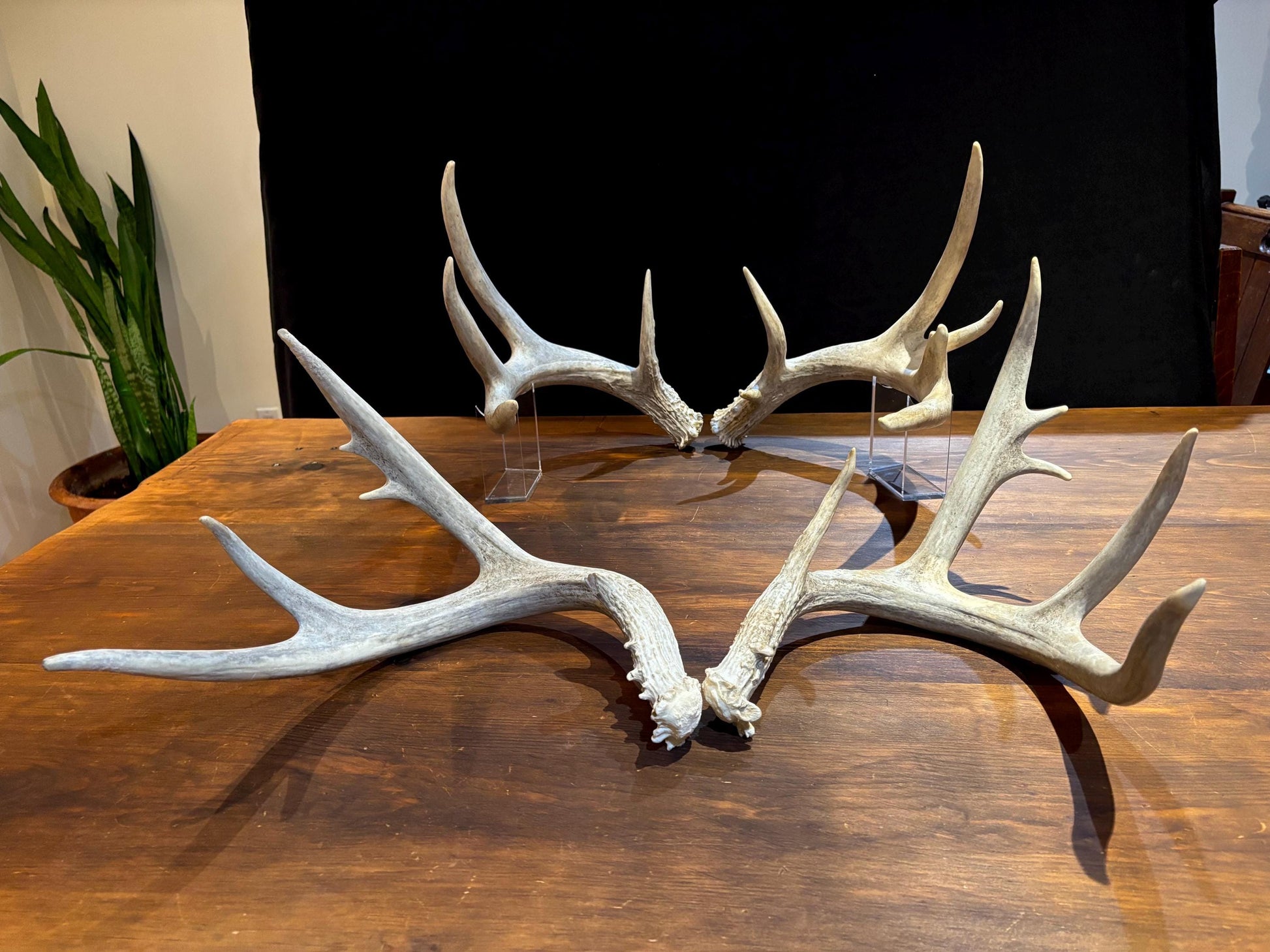 4 Deer Antlers - 2 Matched Sets From the Same Deer. Huge Whitetailed deer