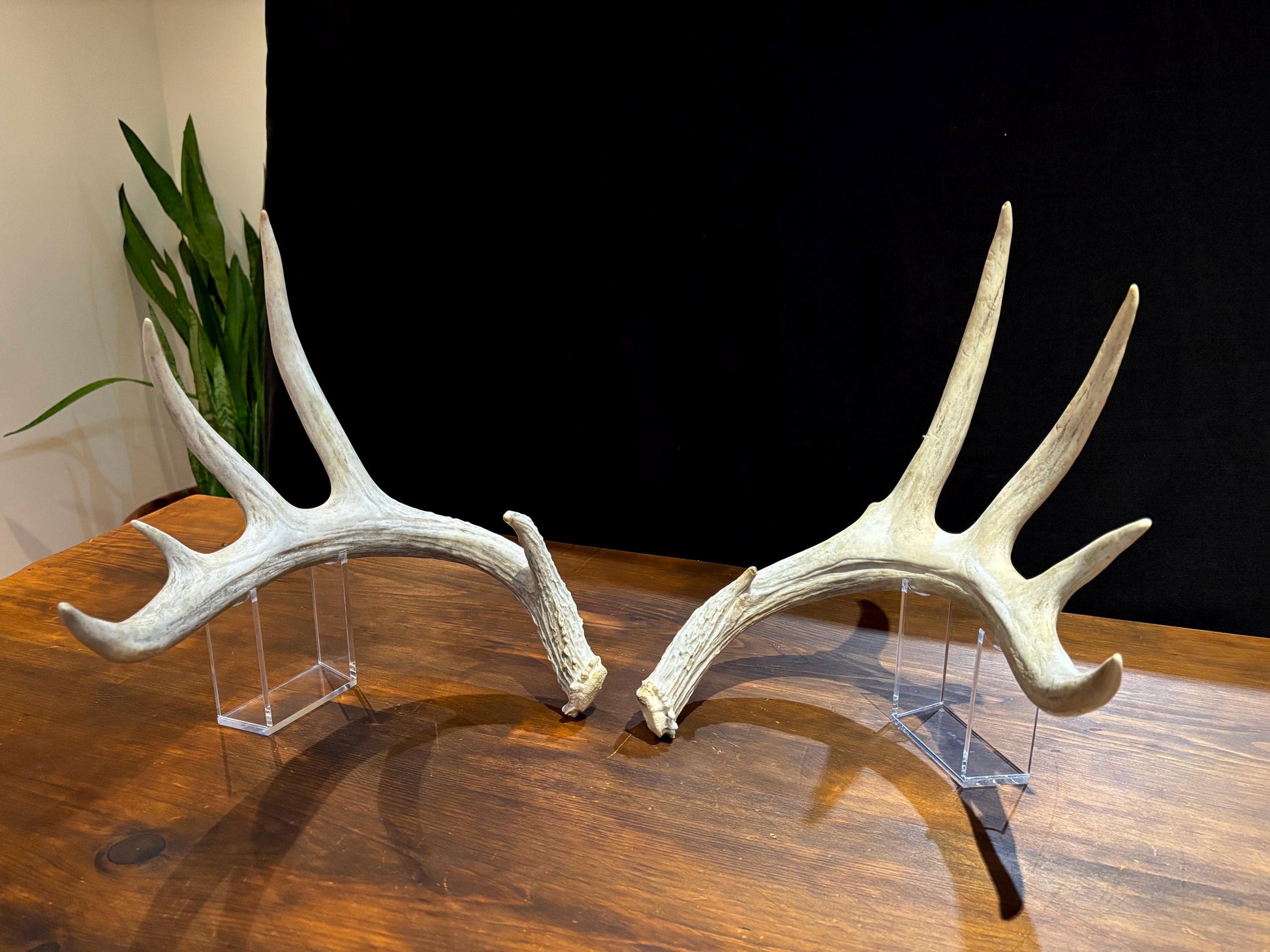 Deer Antlers - Matched sheds from a huge 10-point Whitetail deer. Crafting. Farmhouse, Rustic Decor.